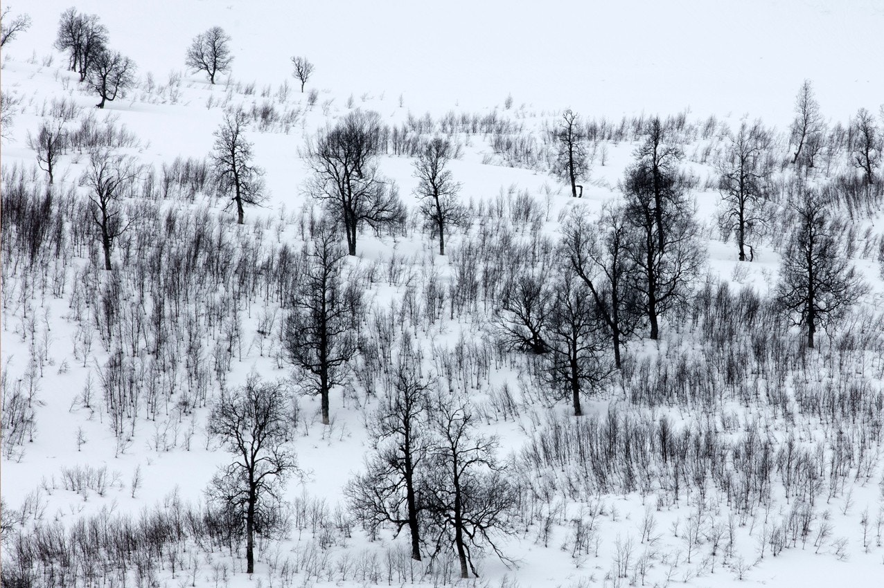 Bilder fra Haukeli vinter Galleribilde