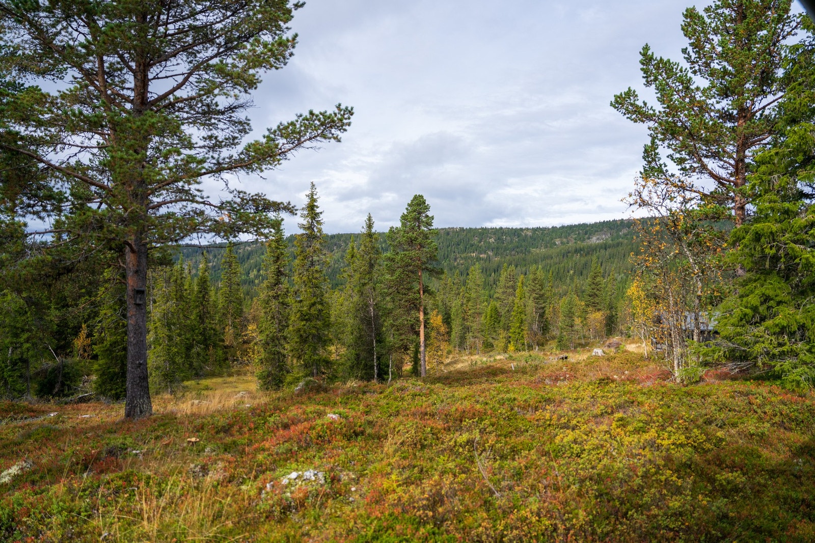 Utsikt fra stuen Galleribilde