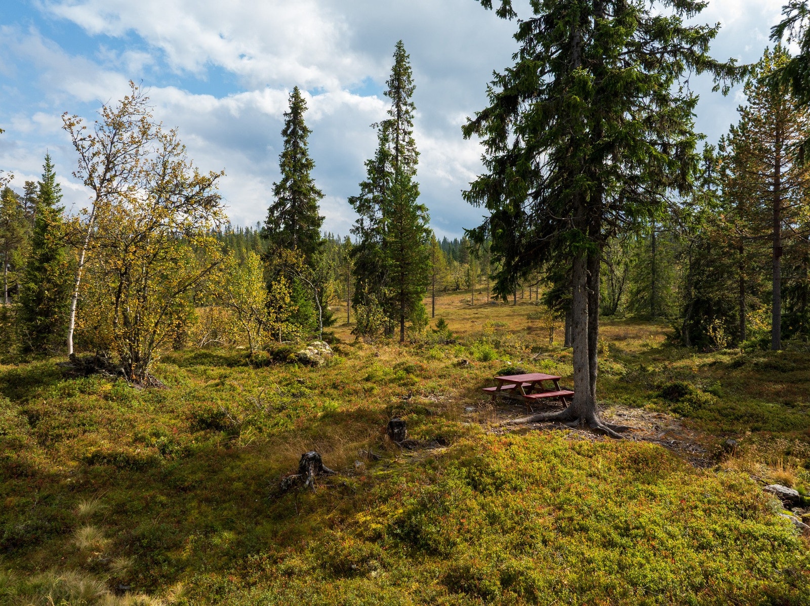 Solrik og åpen tomt på over 1,4 mål, og naturen som nærmeste nabo. Her kan du finne roen. Galleribilde