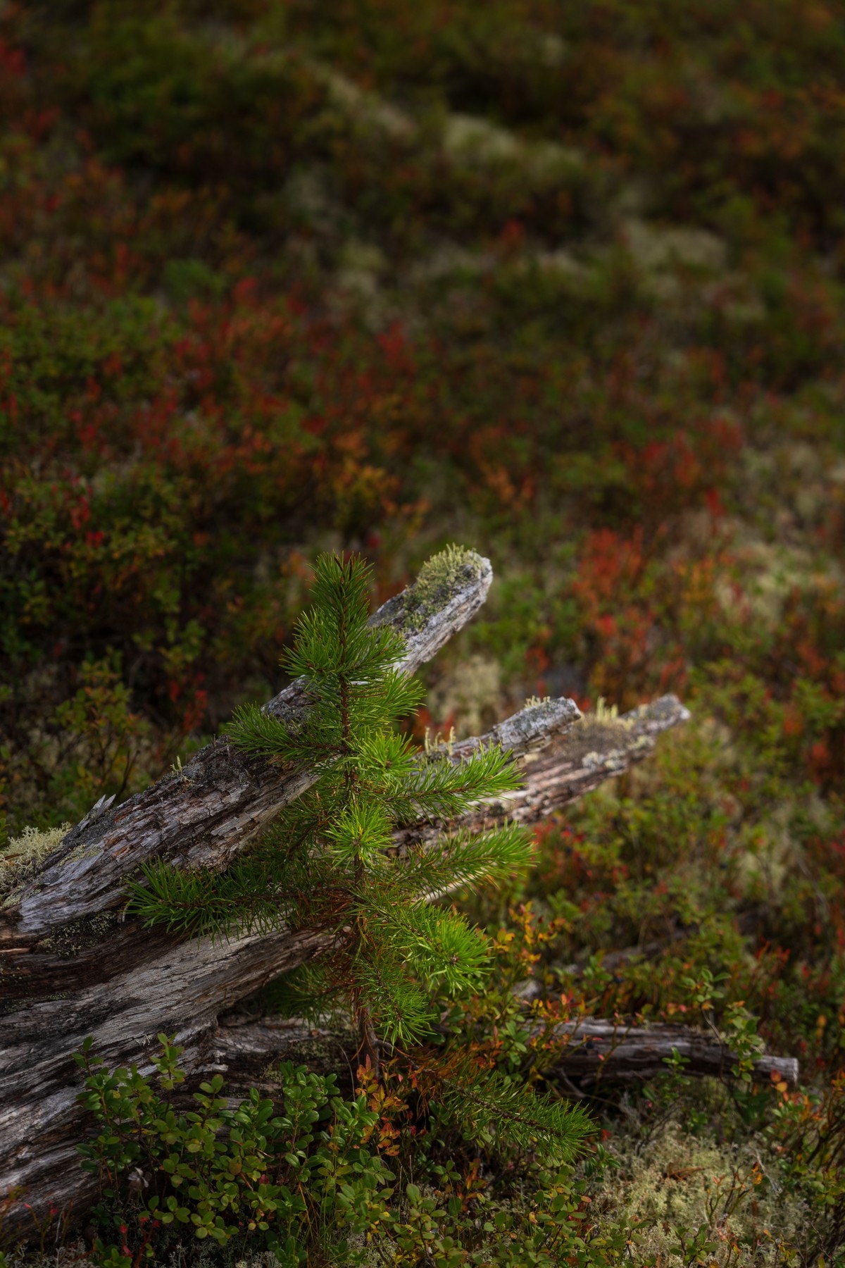 Detaljbilde Galleribilde
