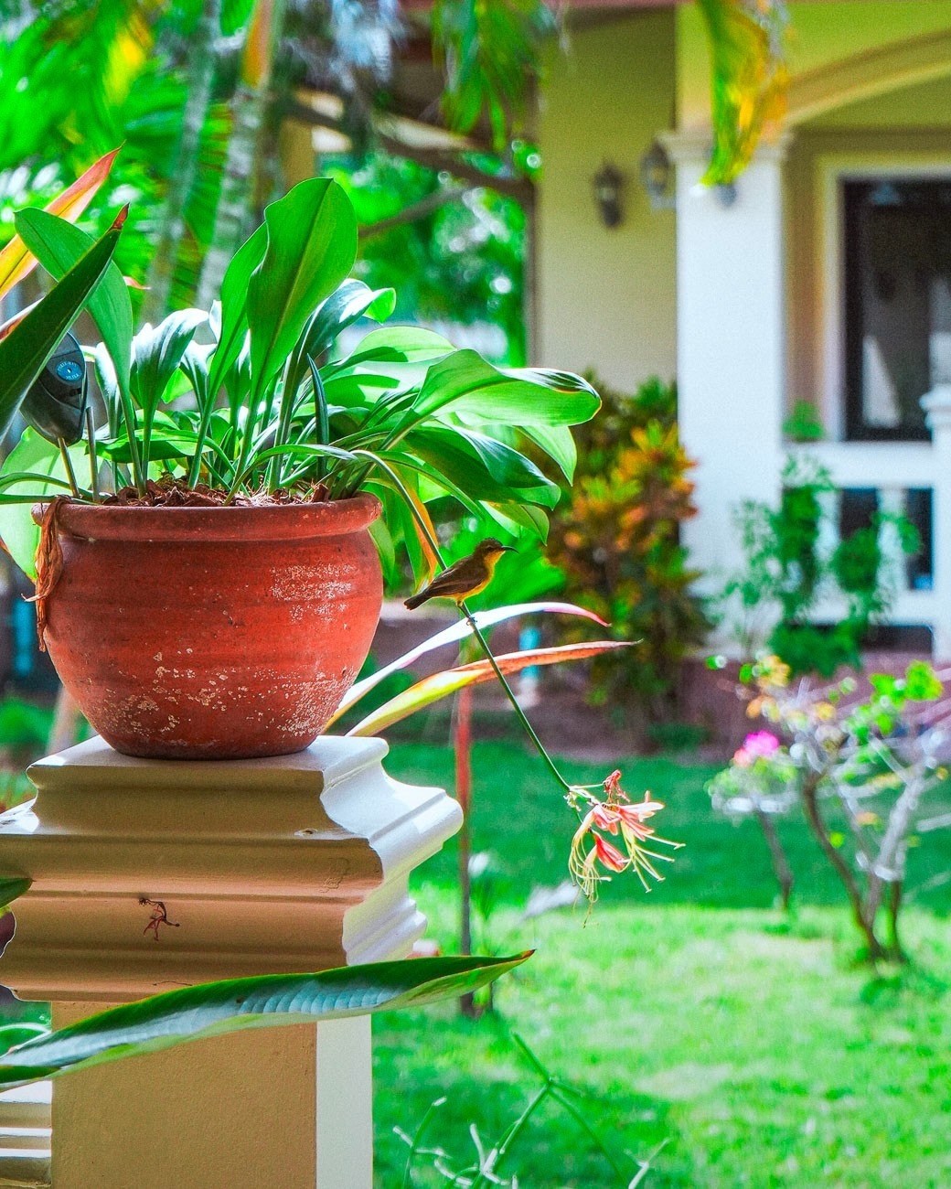 Terrassen på forsiden mot hagen Galleribilde