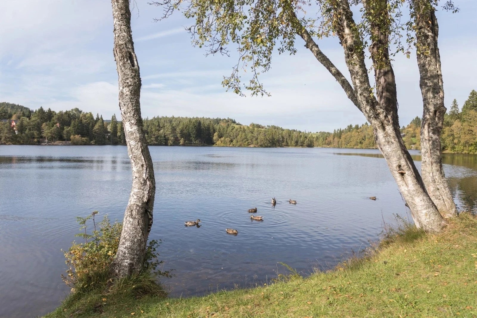 En kort tur fra boligen tar deg til Bymarka som bry på flere turmuligheter både på sommer og vinterstid. Galleribilde