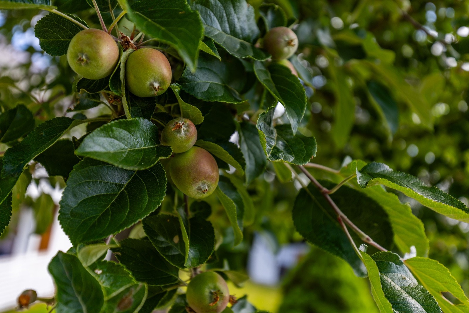 Detalj. Galleribilde