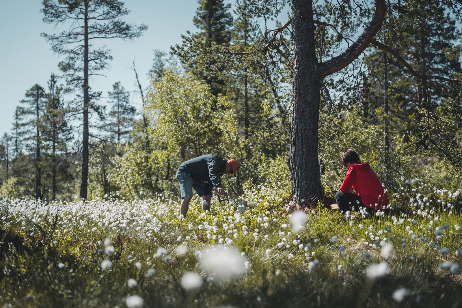 Tyttebær-Blåbær-Multer-Sopp. Valget er ditt! Galleribilde