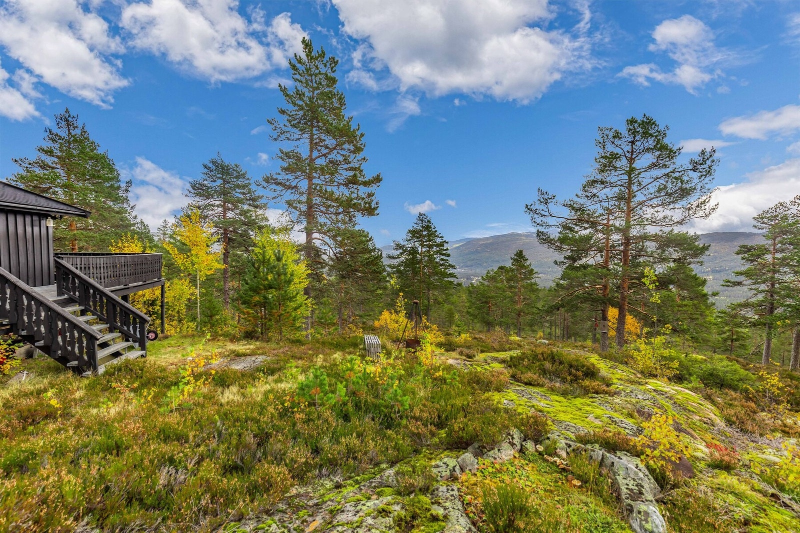 Nydelig naturtomt med lyng, mose og furutrær. Galleribilde