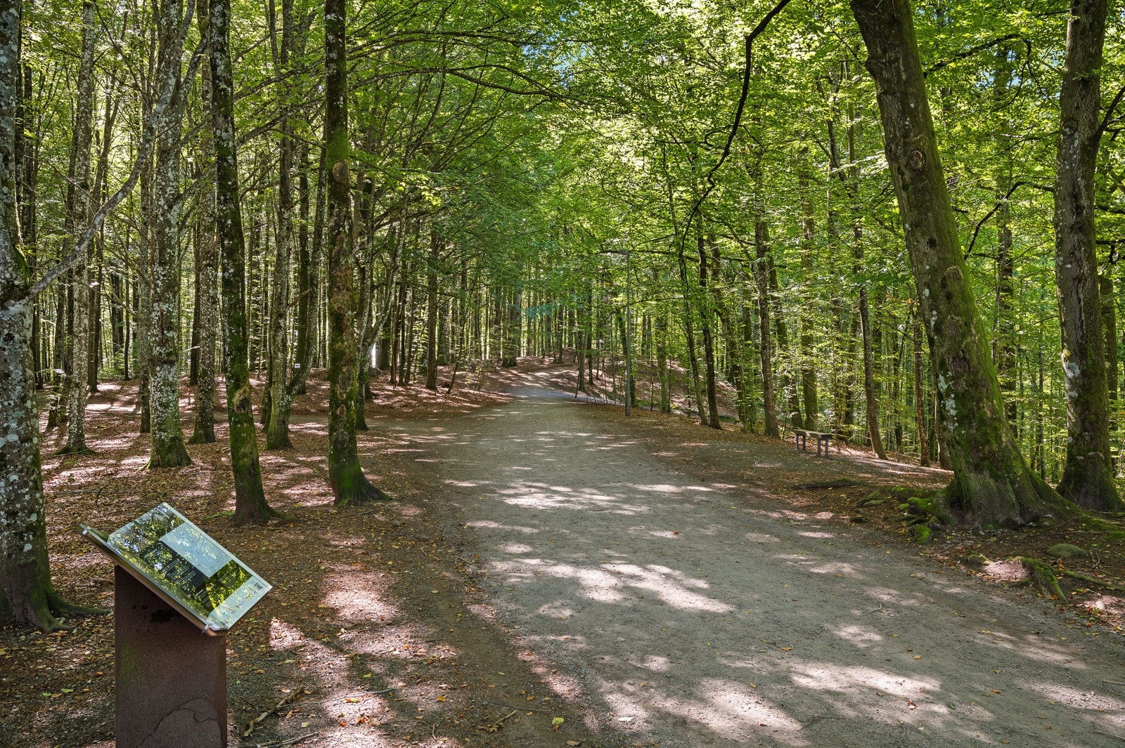 Bøkeskogen byr blant annet på flotte turstier Galleribilde