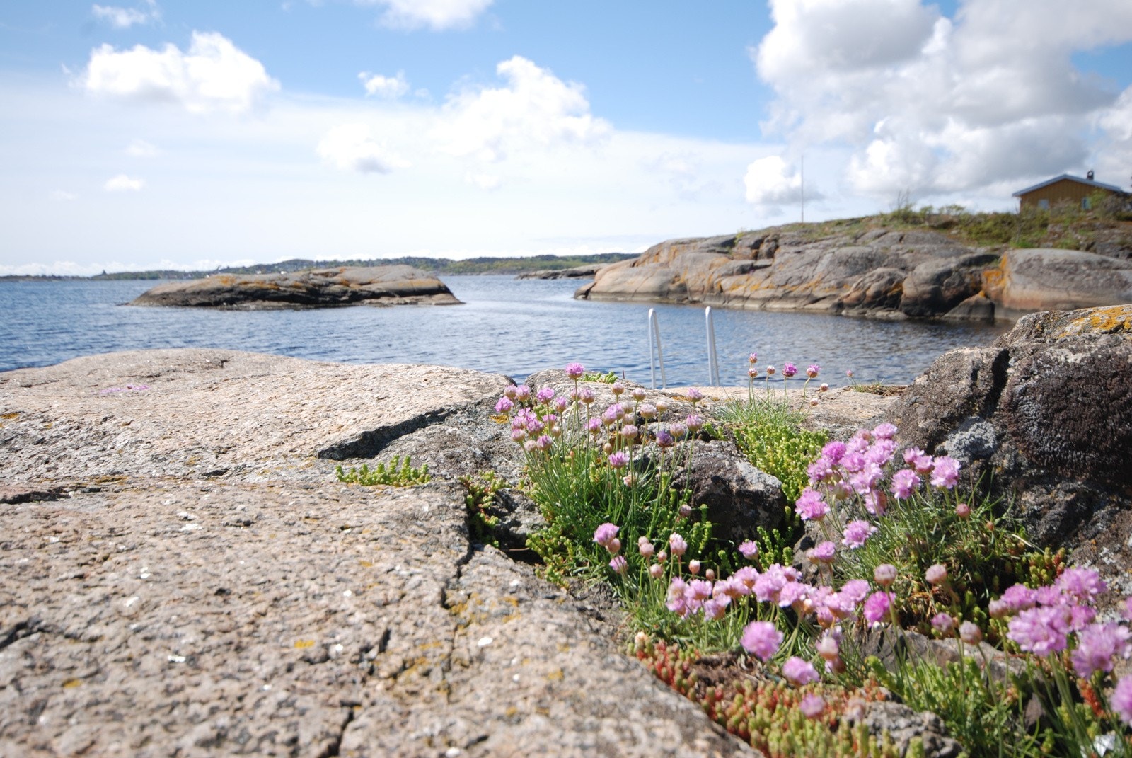 Sukkersletta Galleribilde