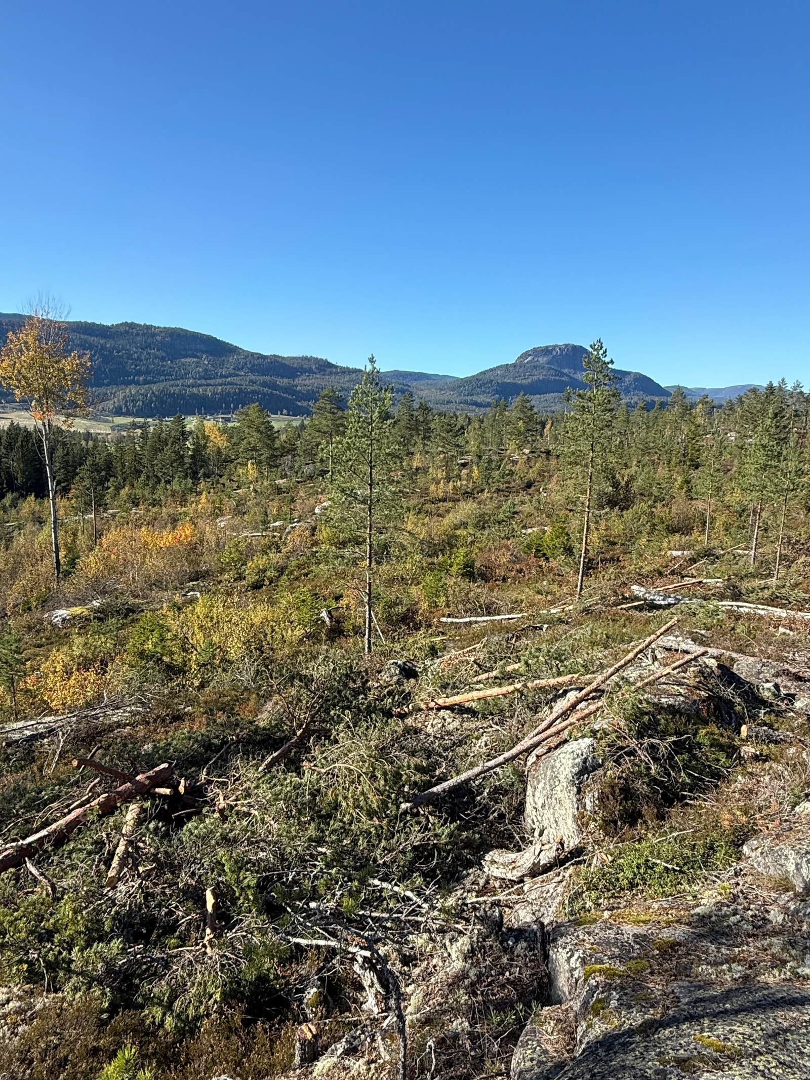 Områdebilde Galleribilde