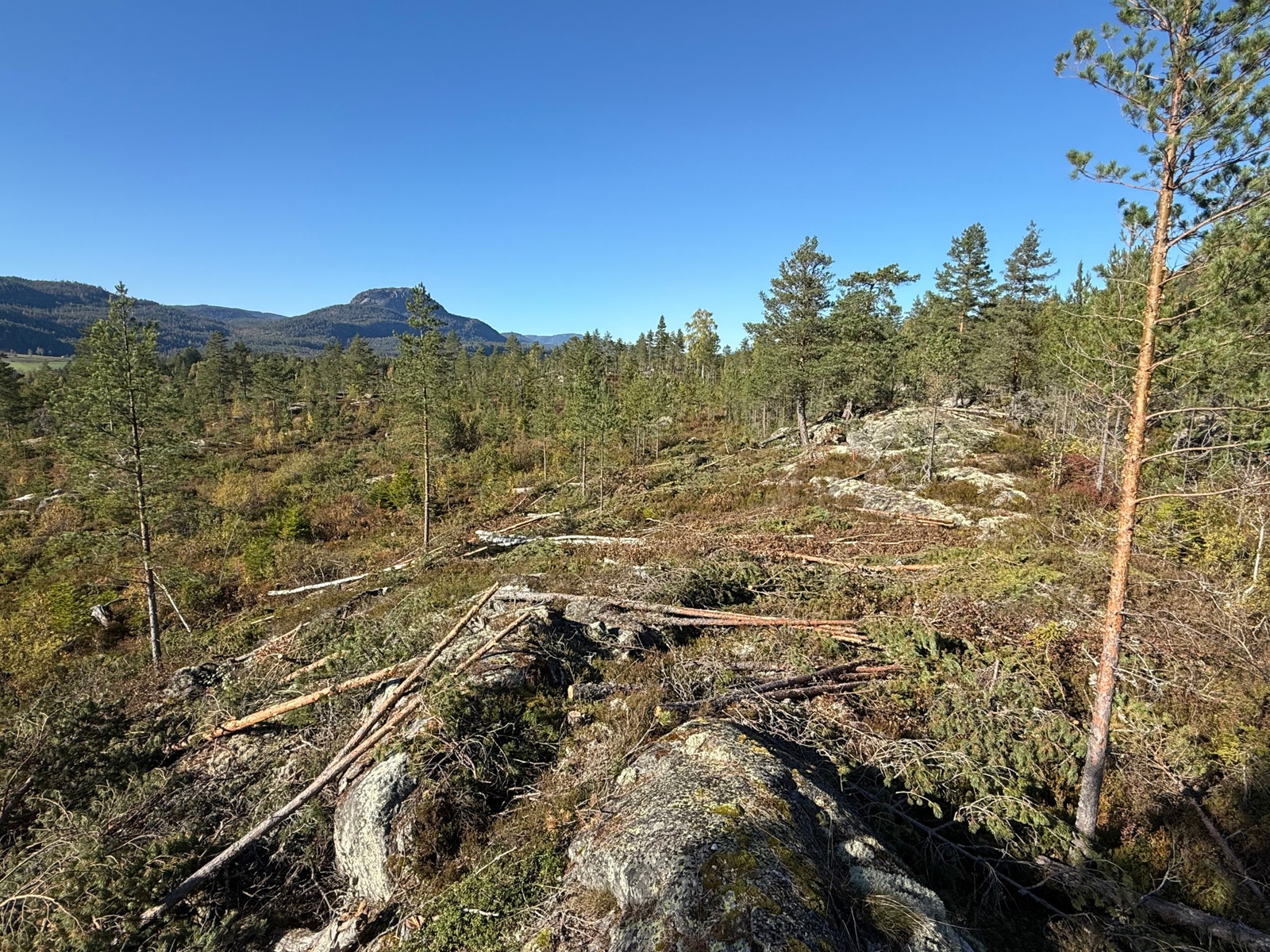 Områdebilde Galleribilde