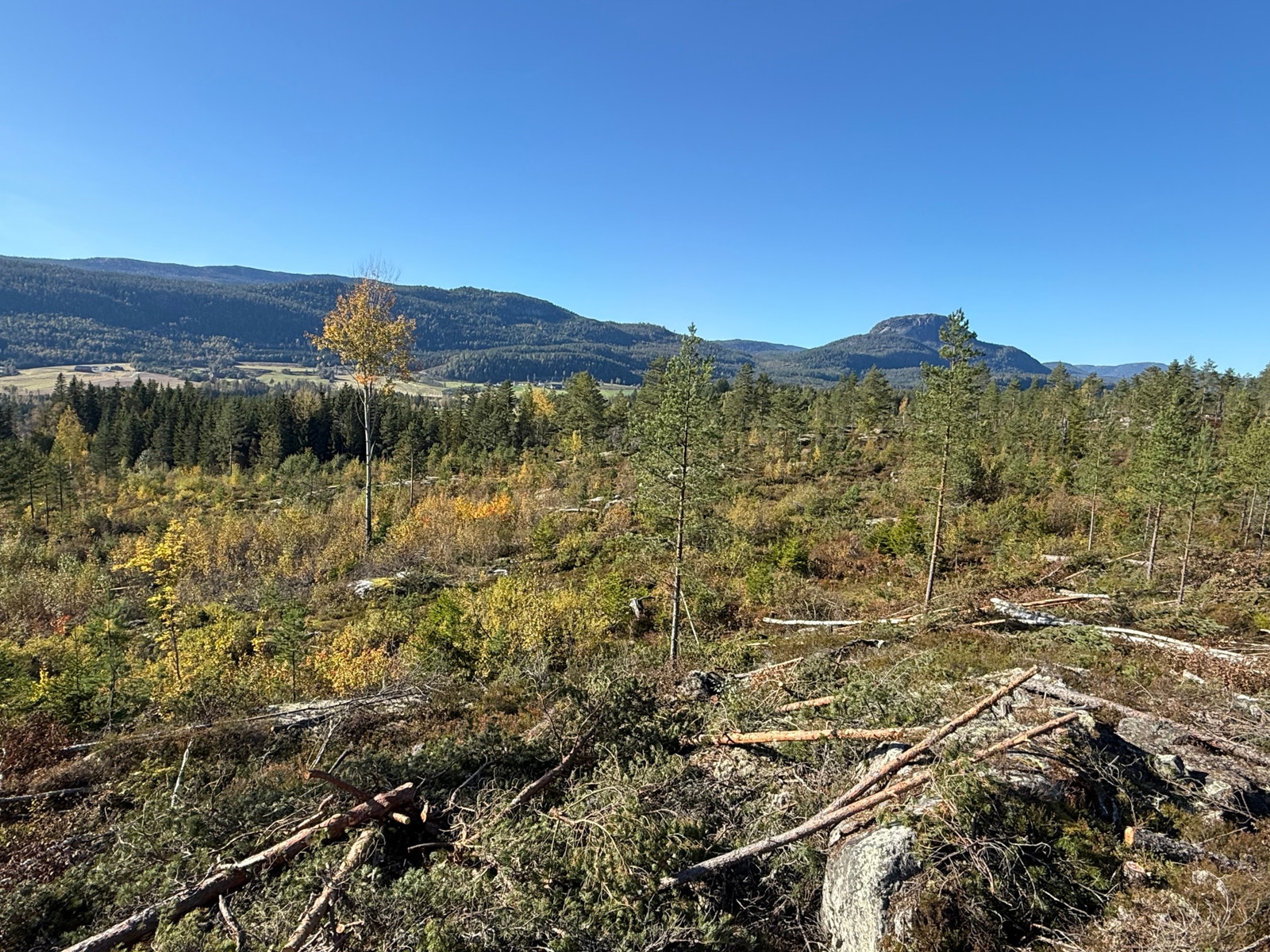 Områdebilde Galleribilde