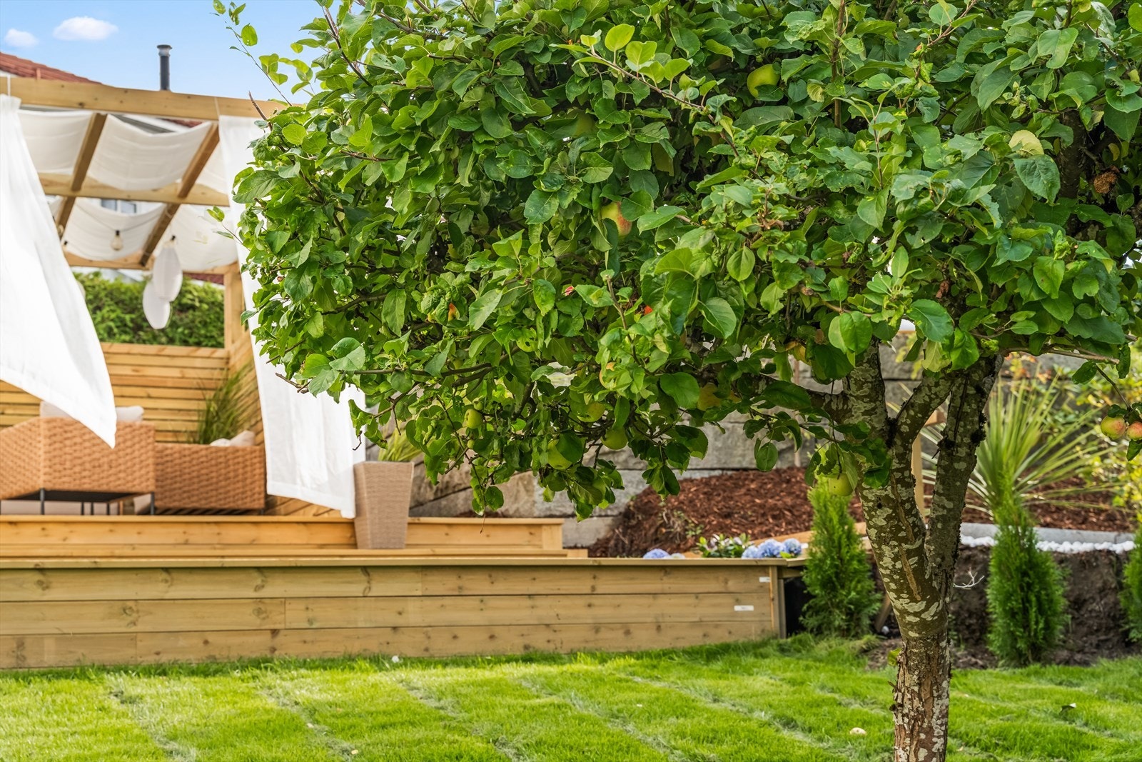 Epletre i hagen. Galleribilde