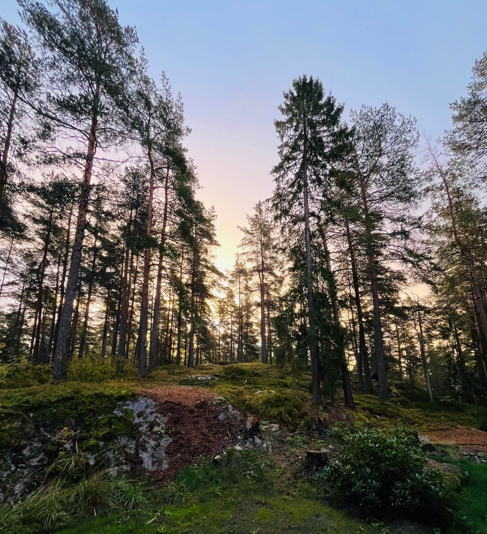 Privat bilde fra selger Galleribilde