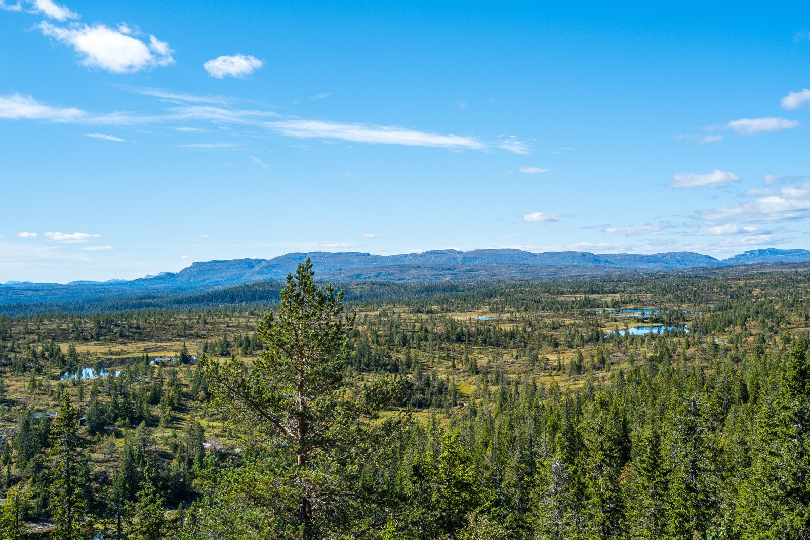 Nærområdet Galleribilde
