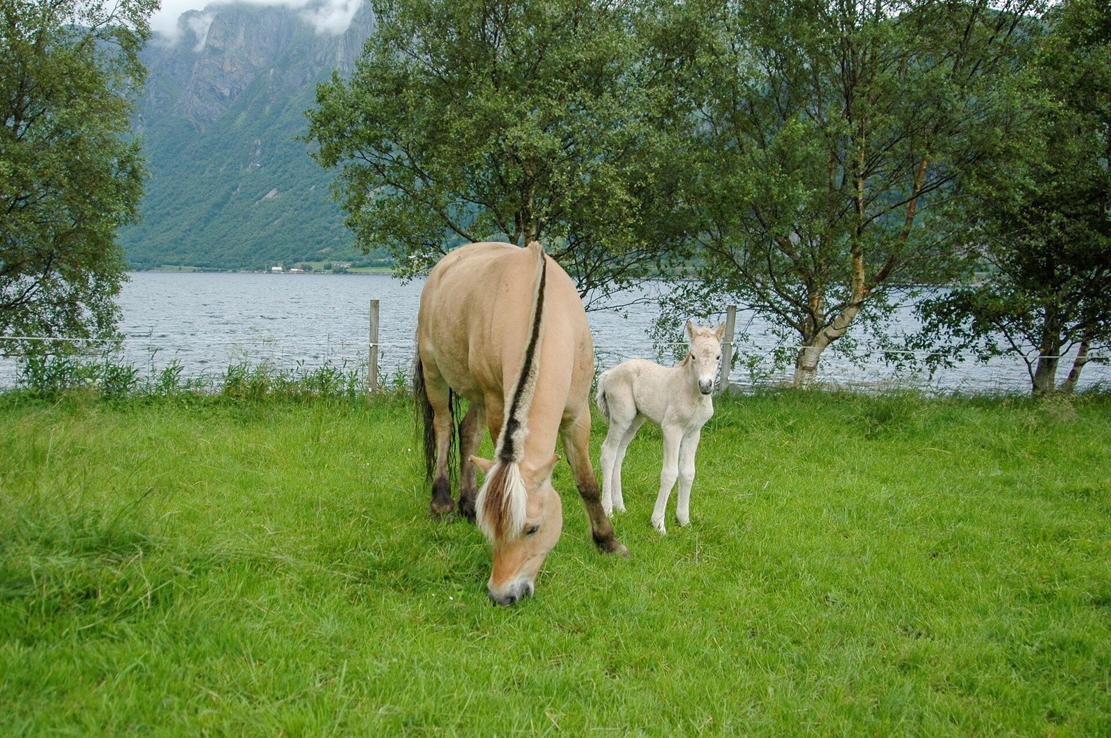 Gården har drevet med avl på fjordinger og Welsh mountain ponnier Galleribilde