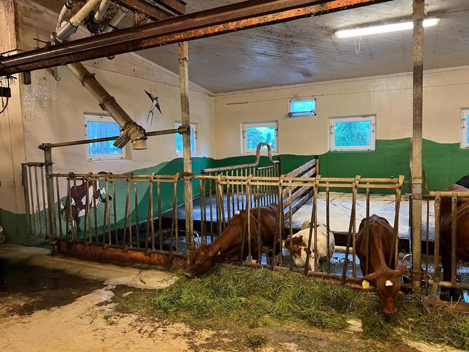 Ungdyravdelig i fjøs bygd i 2007 Galleribilde