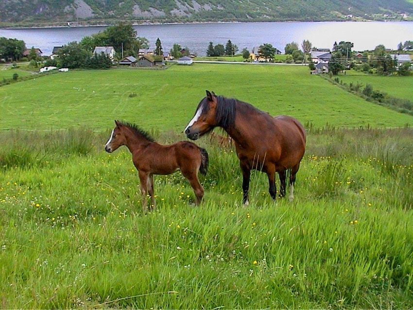 Gode beiter til storfe og hest Galleribilde