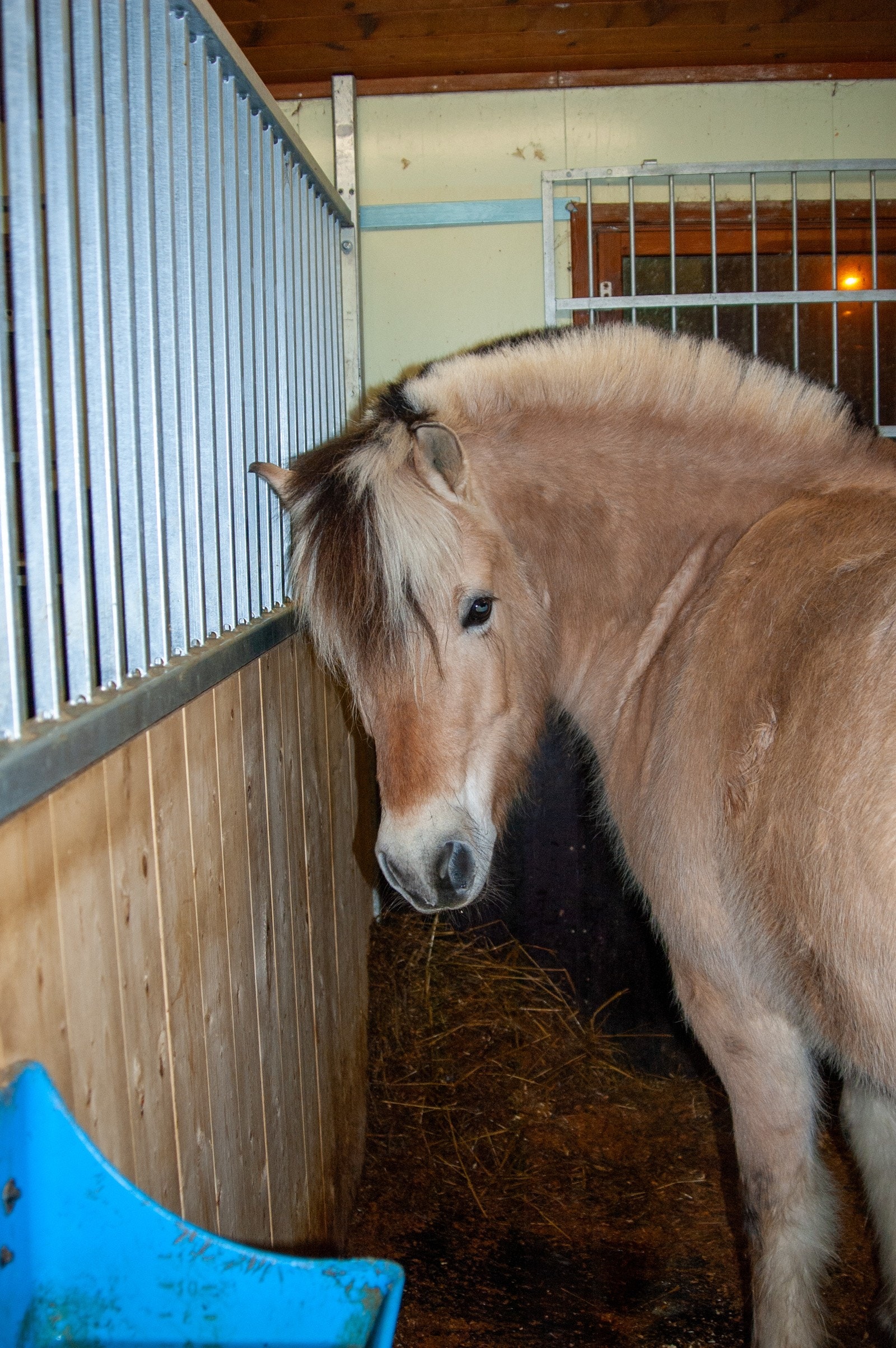 Hesteboks med hest Galleribilde