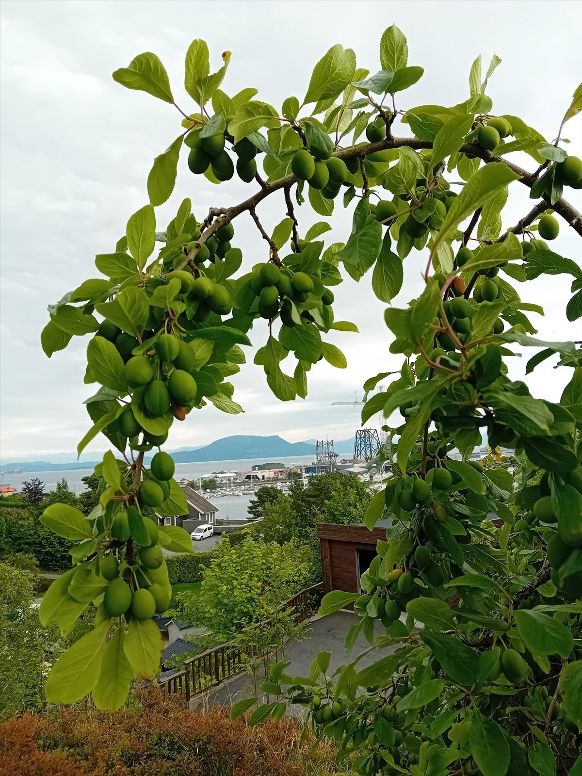 Frukttrær og mye bærbusker. Galleribilde