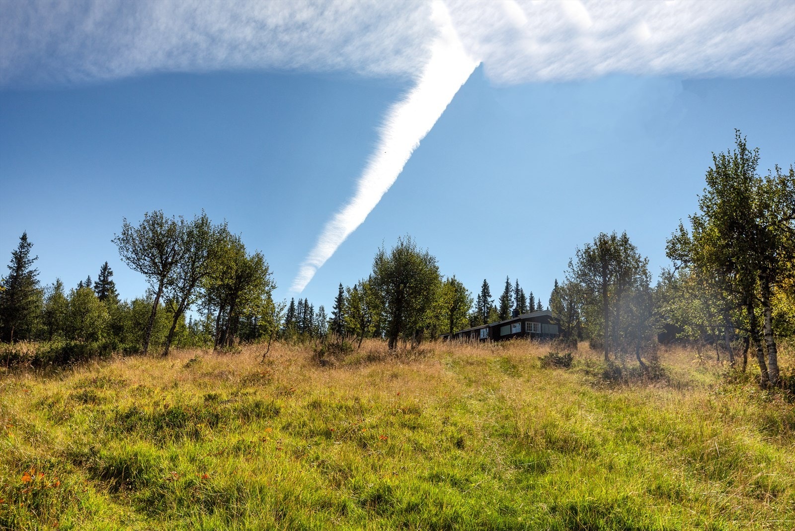 Gode solforhold. Galleribilde