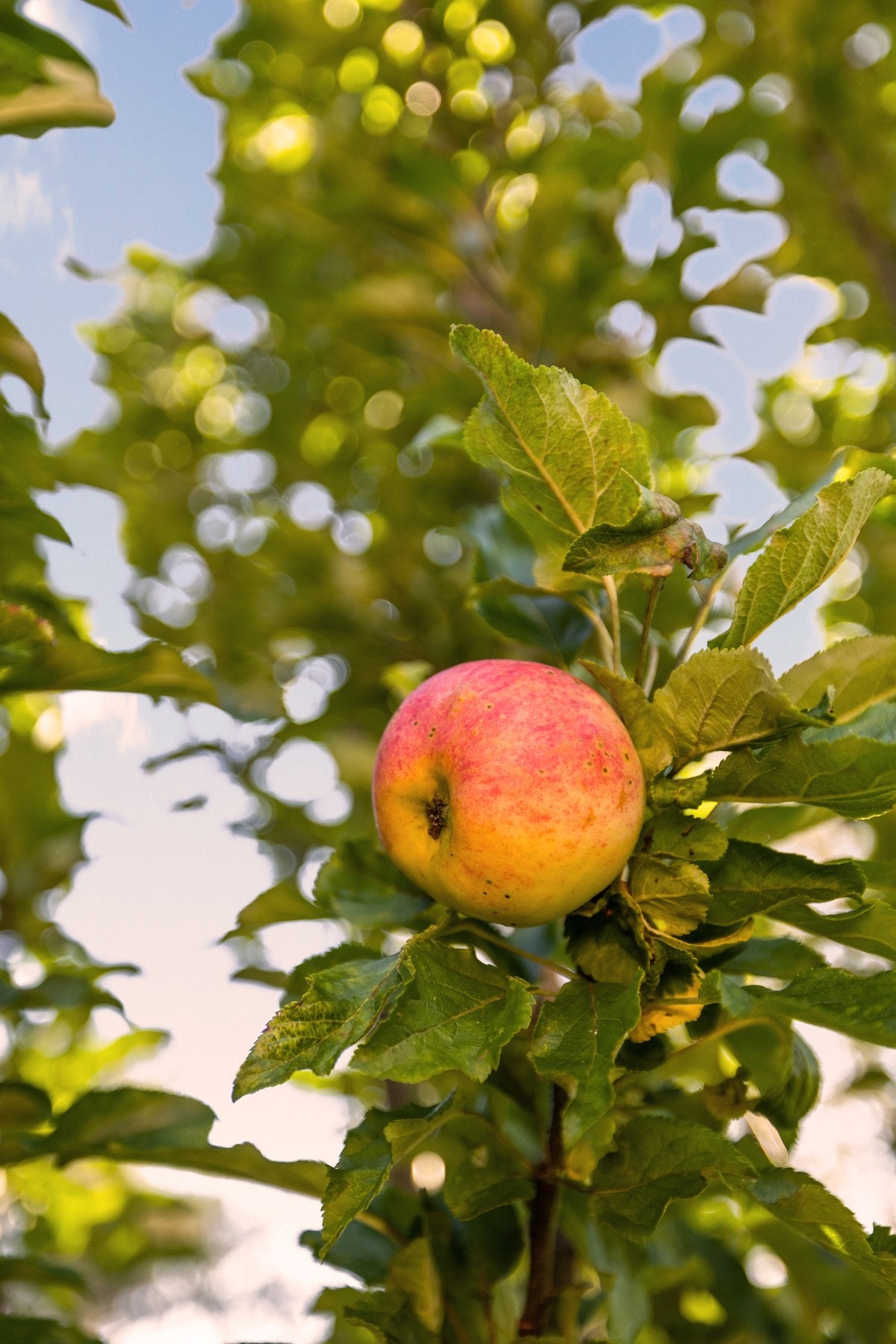 Epletre i hagen Galleribilde