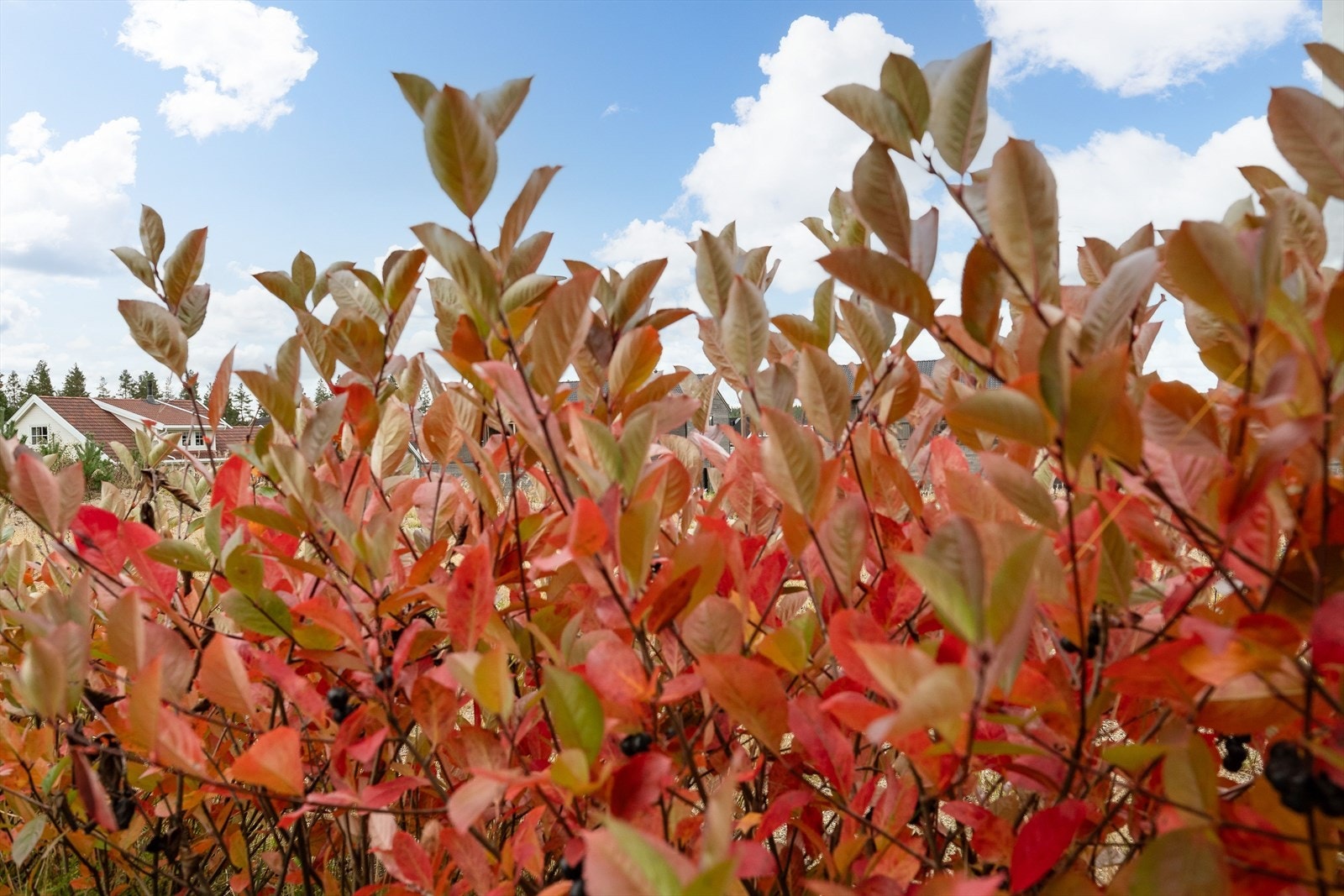 Det er plantet hekk rundt hagen. Galleribilde