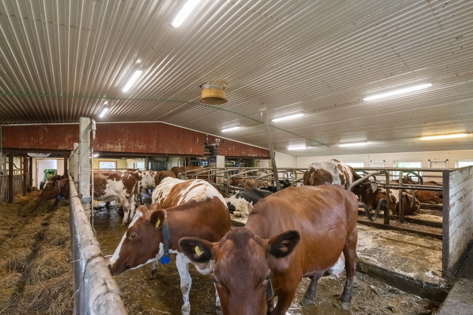 Husdyrrom Galleribilde