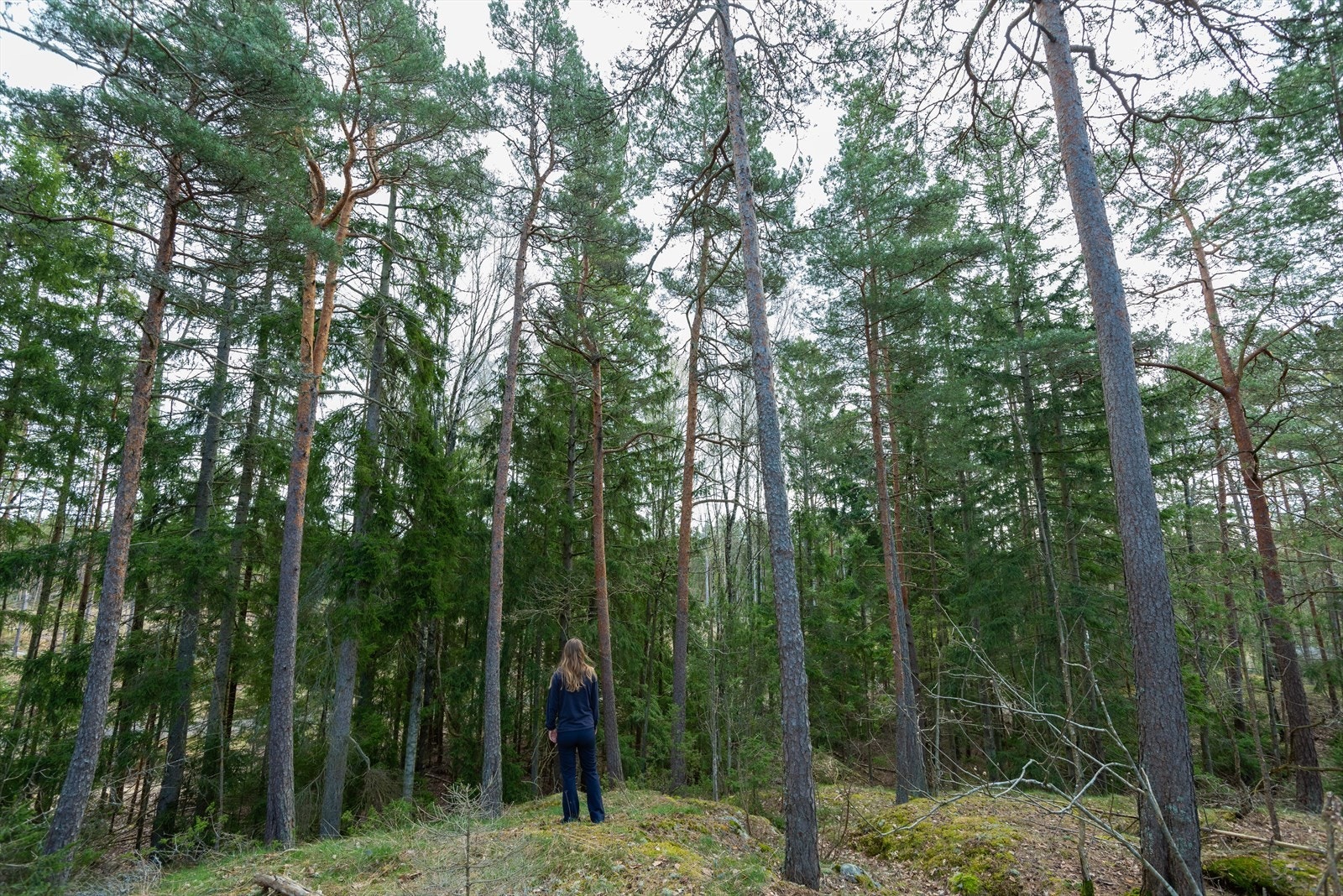 Selgers bilde av tomt Galleribilde