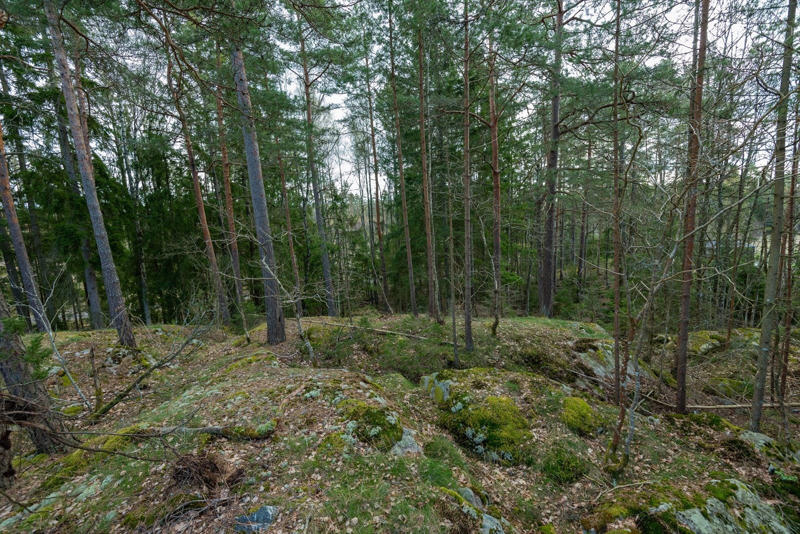 Selgers bilde av tomt Galleribilde