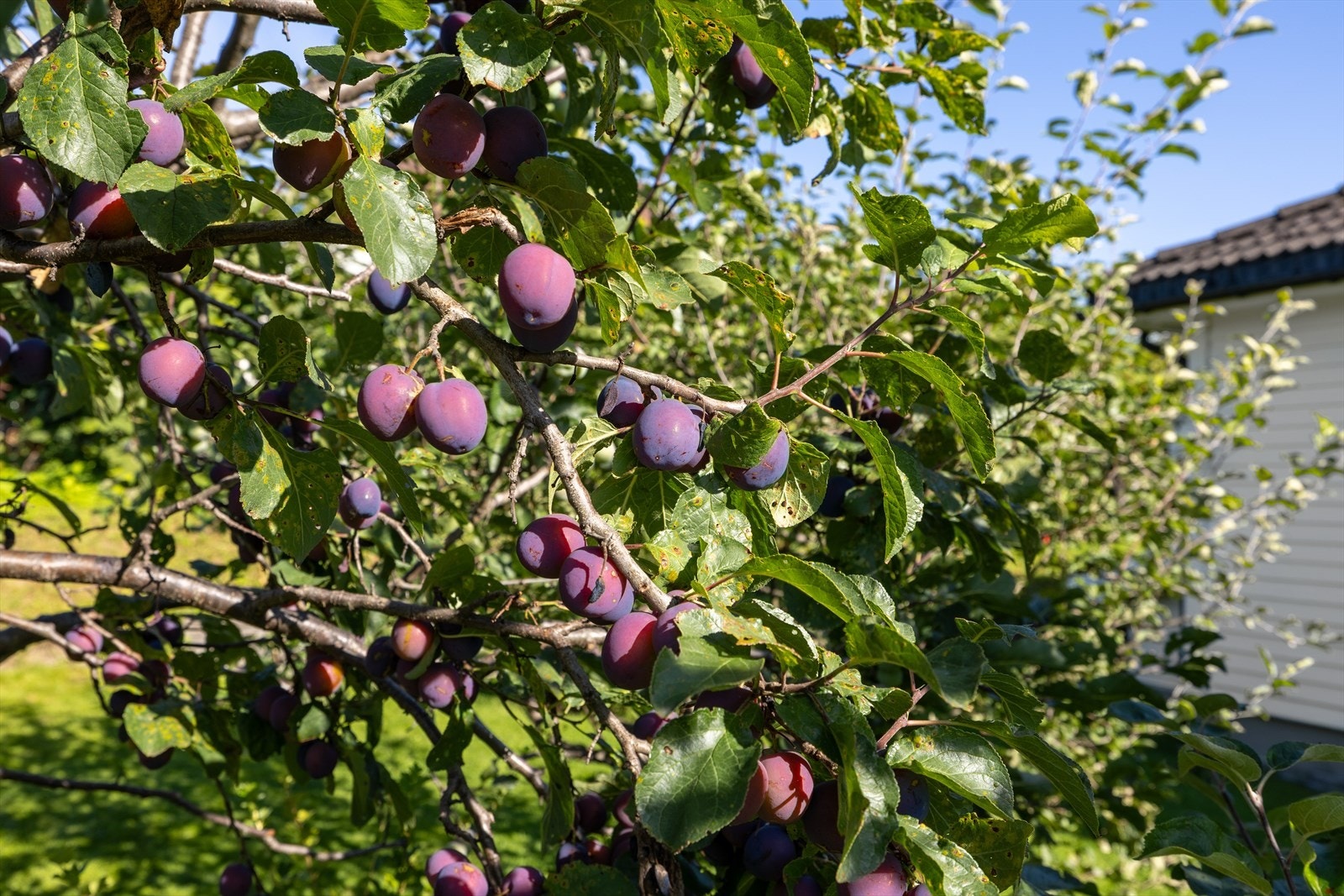 Her kan du plukke plommer fra egen hage. Galleribilde