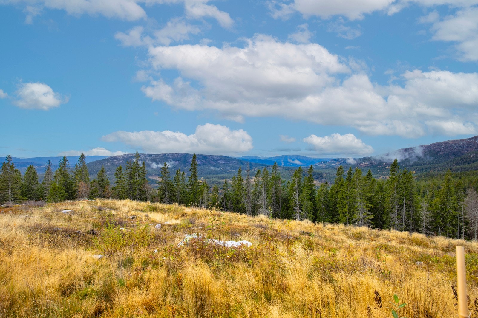 Utsikt fra tomten. Galleribilde