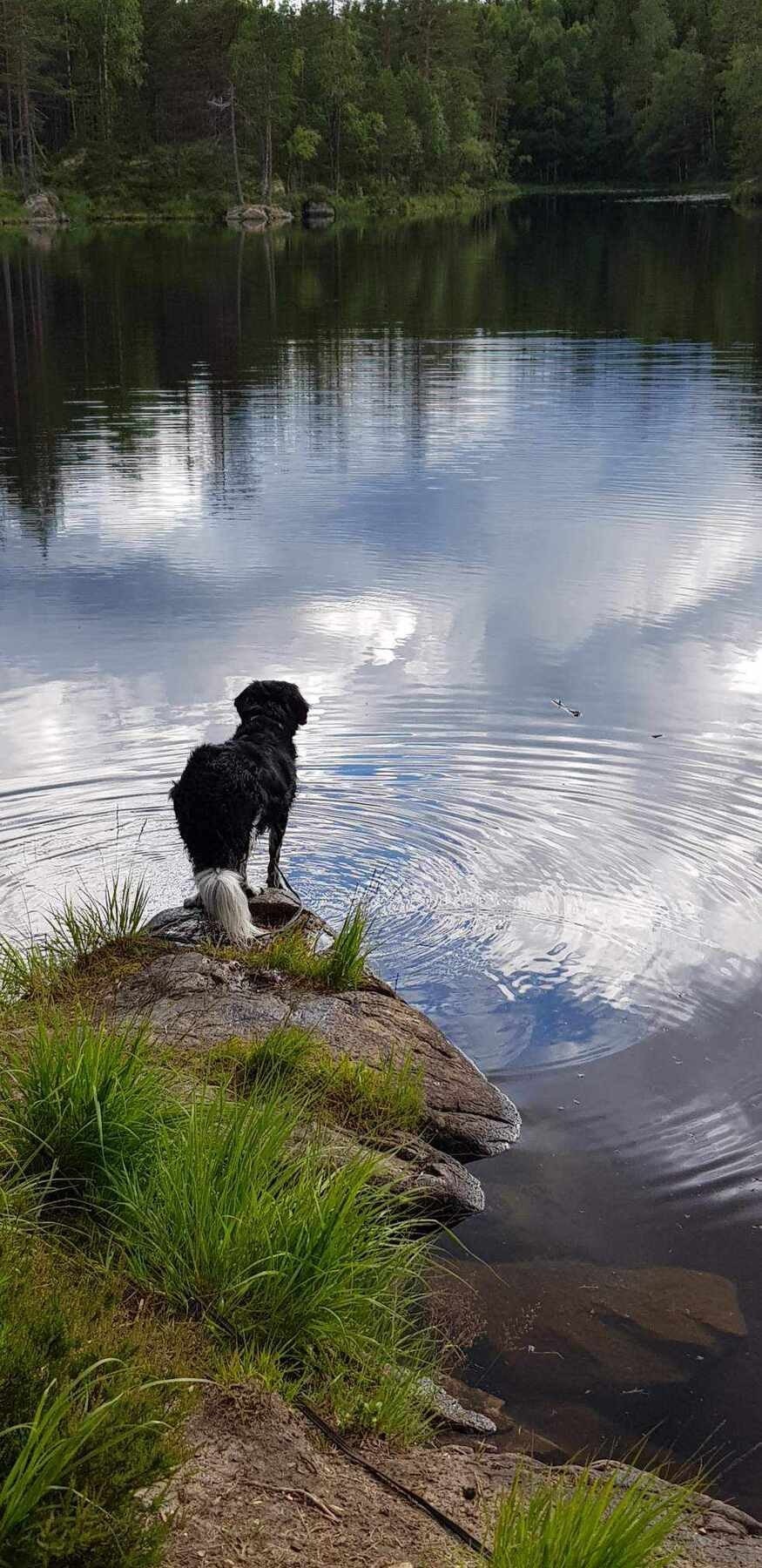 Det er også flere vann og tjern i området. Galleribilde