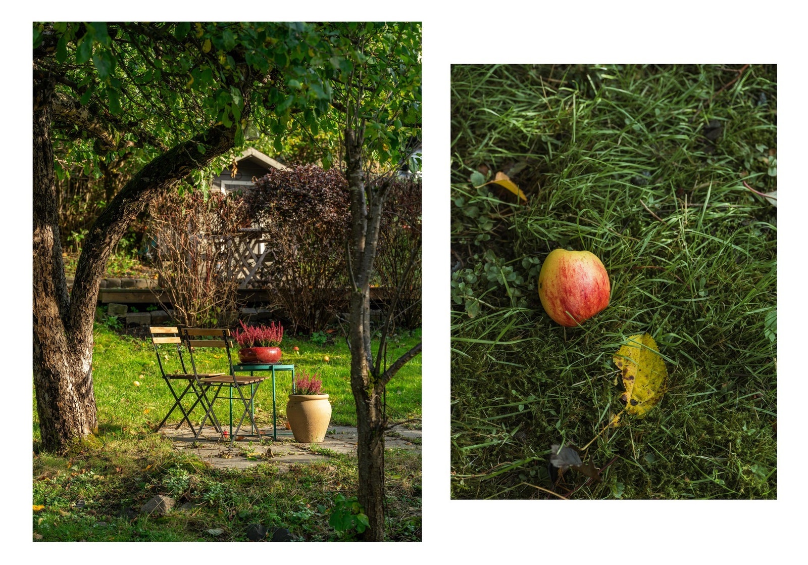 Bare sånn for å smøre ut høstidyllen med epler og en stol under treet. Galleribilde