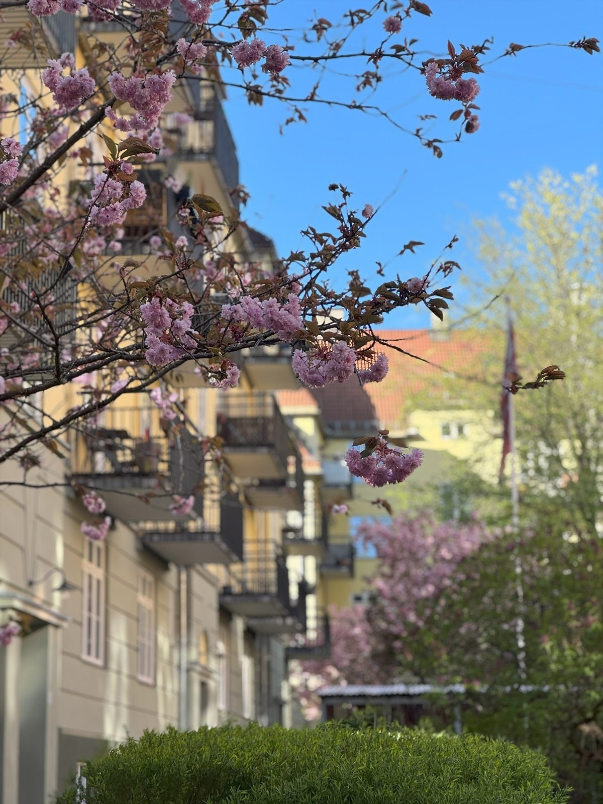 I bakgården blomstrer kirsebærtrærne og skaper en idyllisk og trivelig stemning! Galleribilde