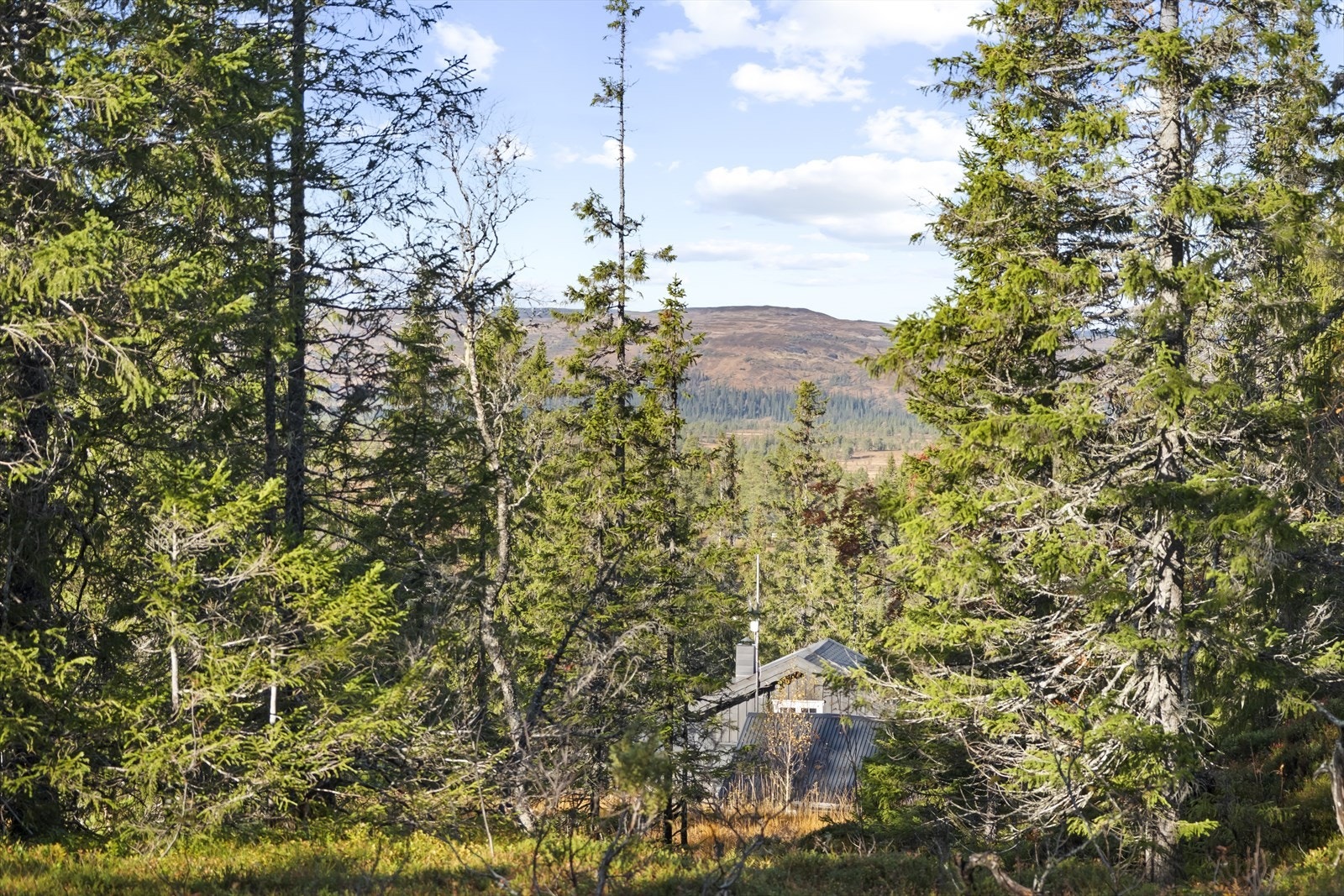 Det må søkes til statsskog for felling av trær ved oppføring av hytta. Galleribilde