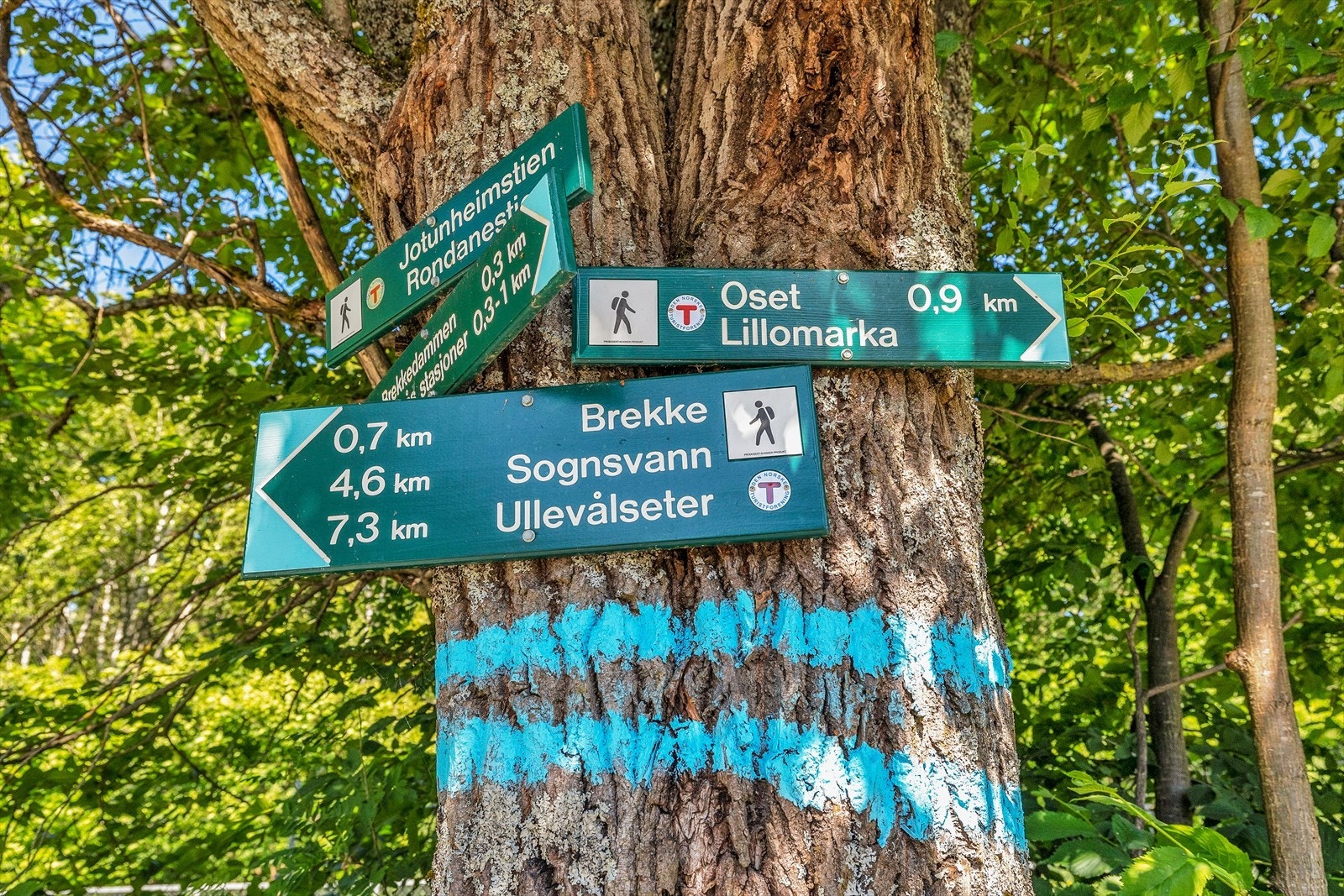 Marka er din nærmeste nabo. Her finnes er mange flotte turmuligheter. Galleribilde