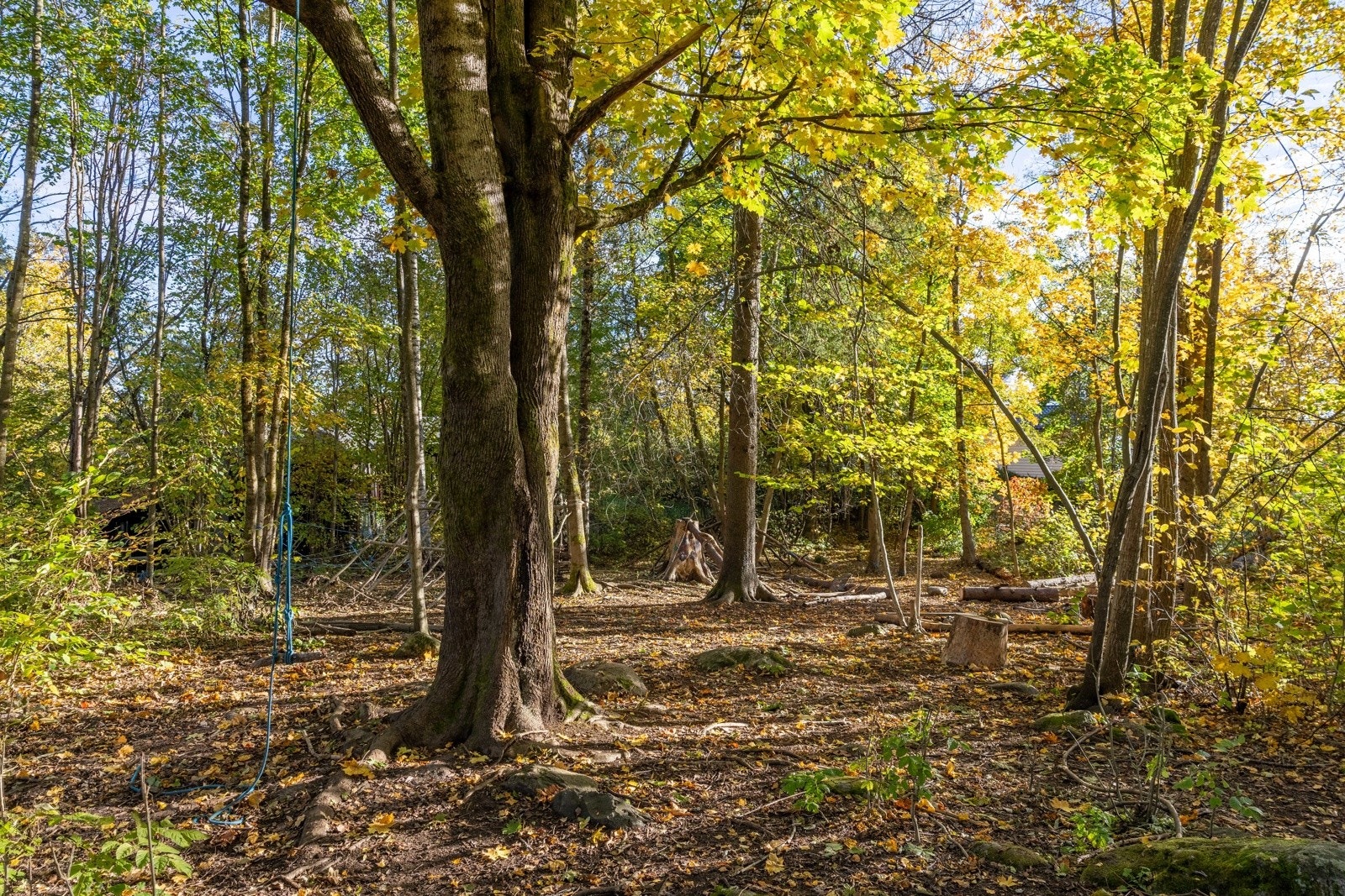 Rett utenfor byningen ser man rett ut på Hundremeterskogen som deler eiendommen fra Kongleveien på Nordberg. Det er kun ca. 300 meter til Marka-grensen. Galleribilde