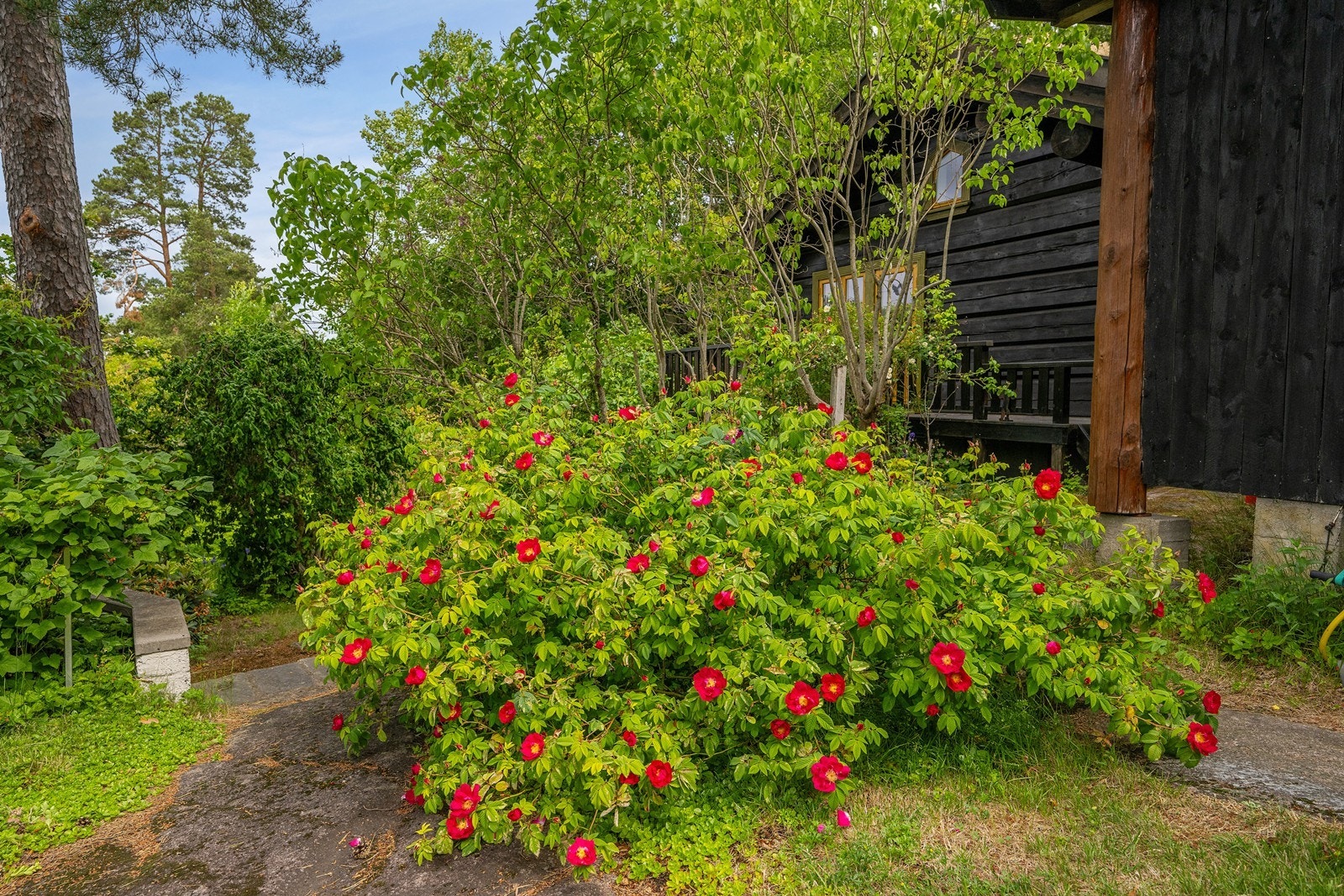 Vakker flora i hagen Galleribilde