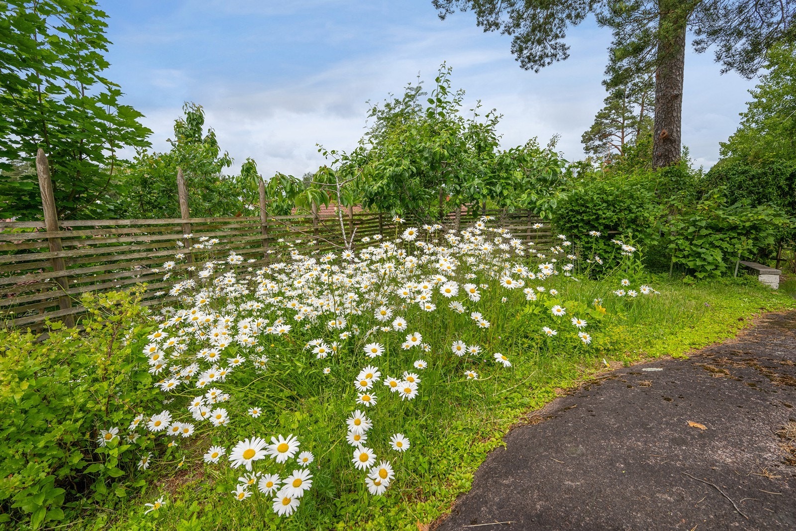Vakker flora i hagen Galleribilde