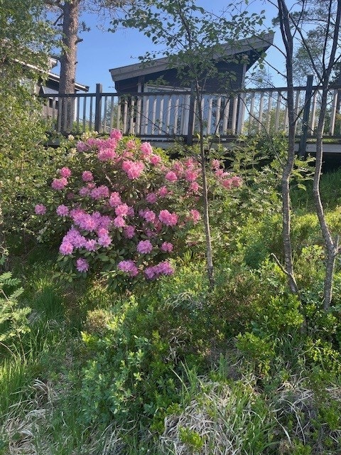 Sommerbilde Galleribilde