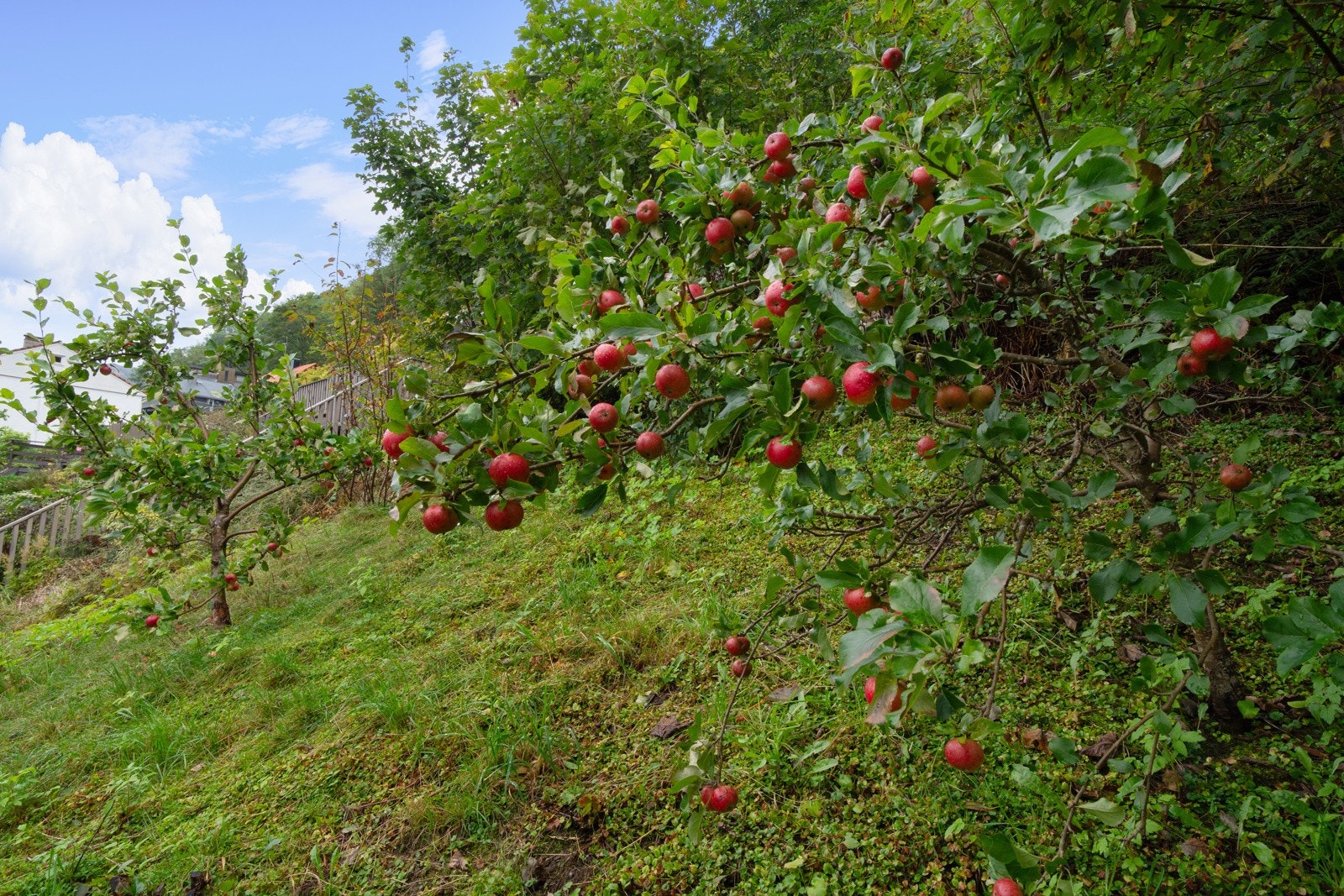 Her er god plass for barna å boltre seg. Flere frukttrær, stikkelsbær og ripsbusker i hagen. Her kan du virkelig høste egne frukter! Galleribilde