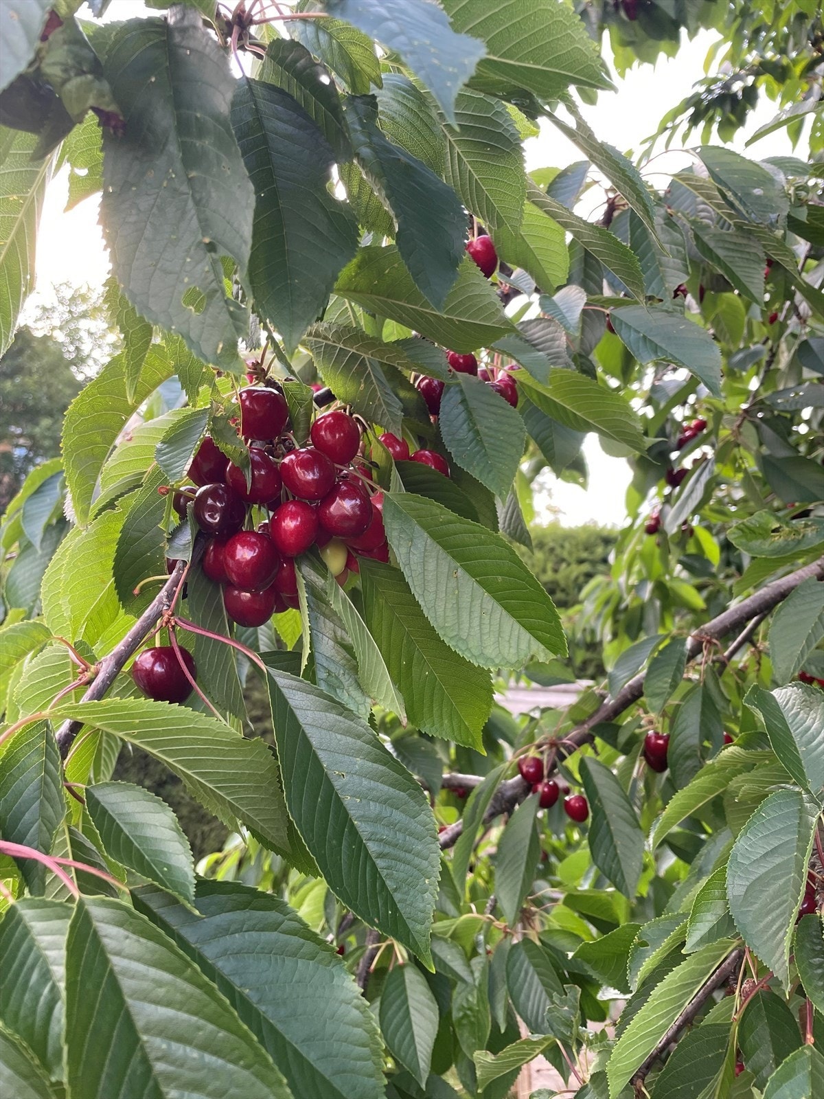 Selgers bilde. Galleribilde