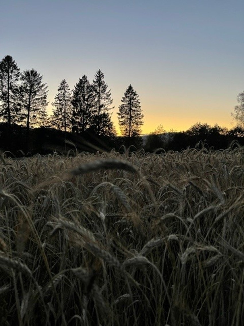 Selgers bilde Galleribilde