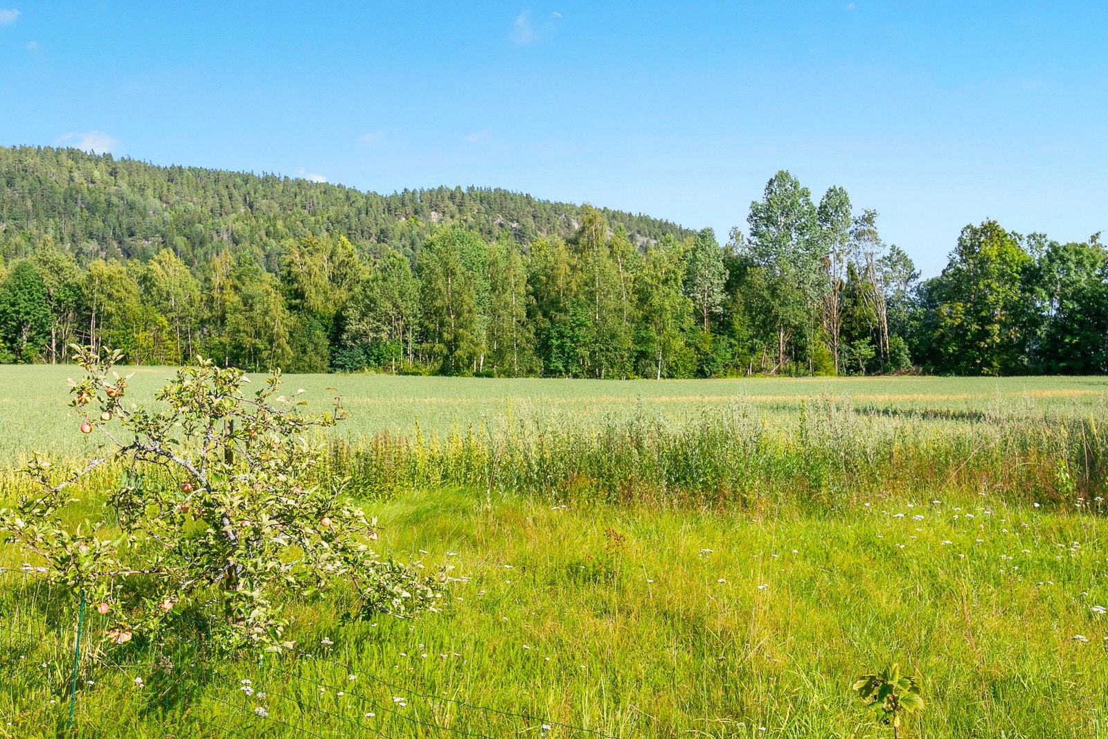 Bak bryggerhuset er det et større område med fulldyrka jord (ca. 10 daa) som i dag forpaktes bort. Galleribilde
