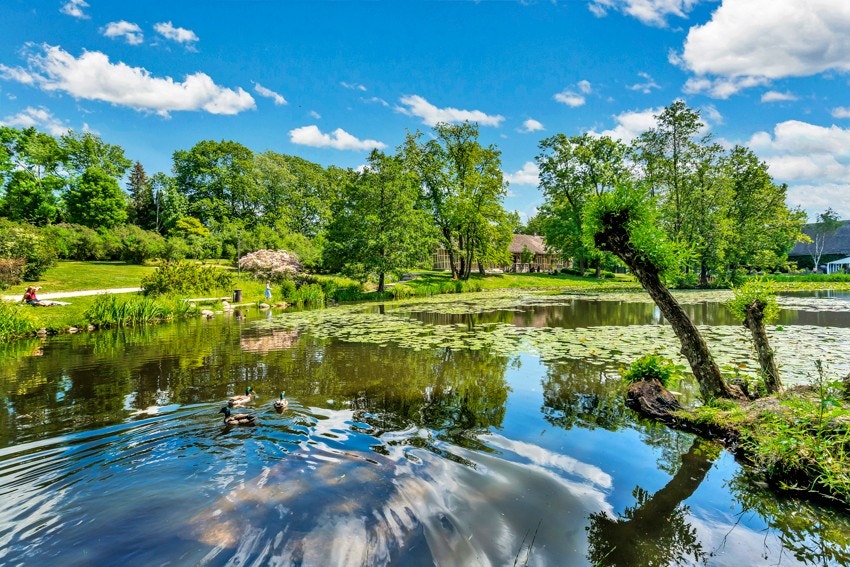 Andedammen på NMBU Galleribilde