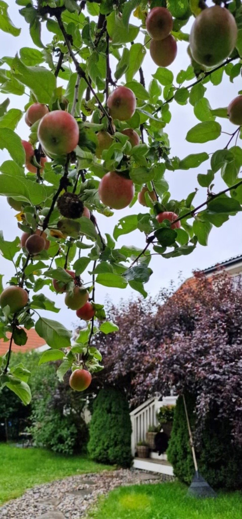 Selgers bilde. Galleribilde