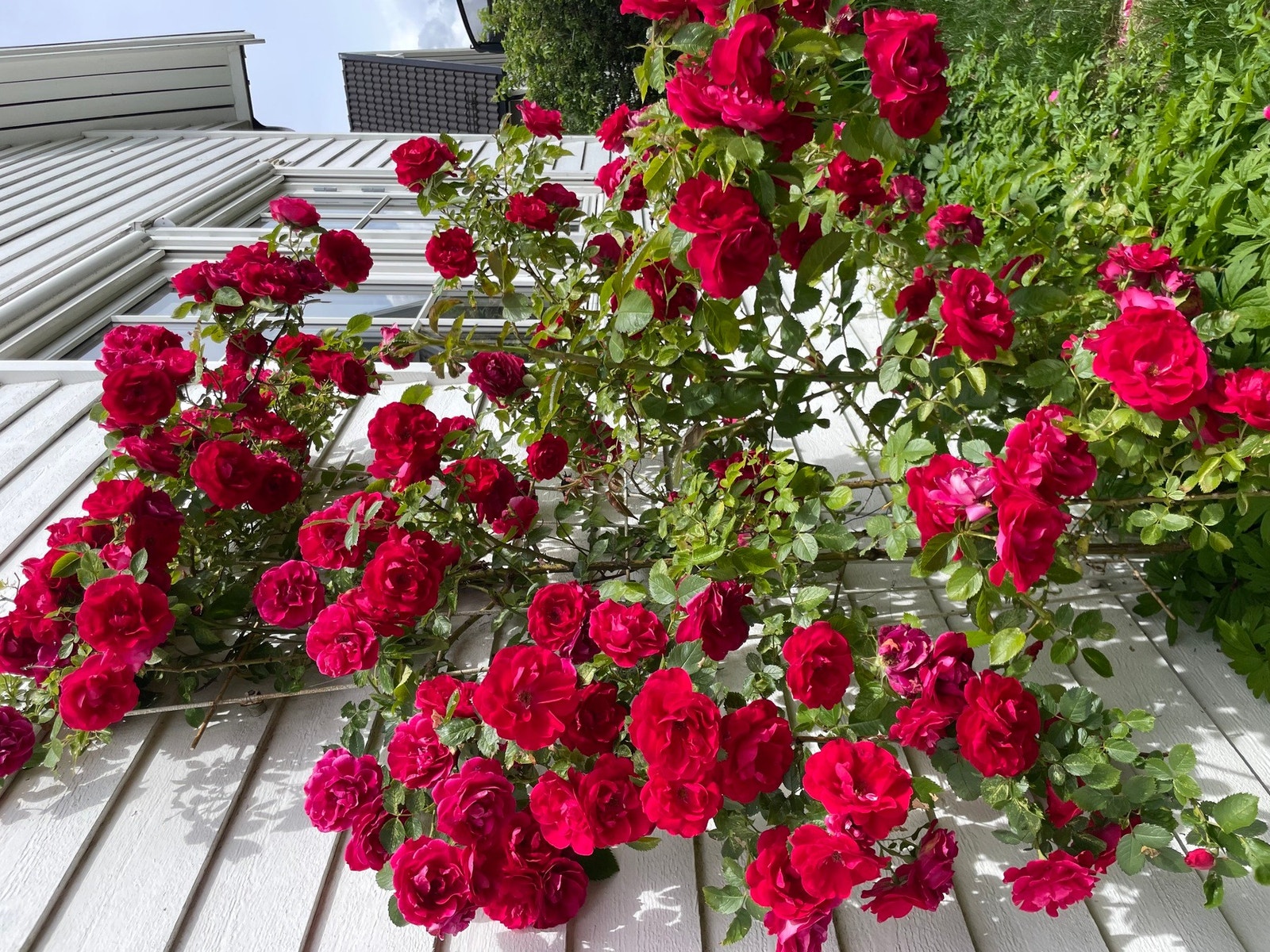 Selgers bilde. Galleribilde