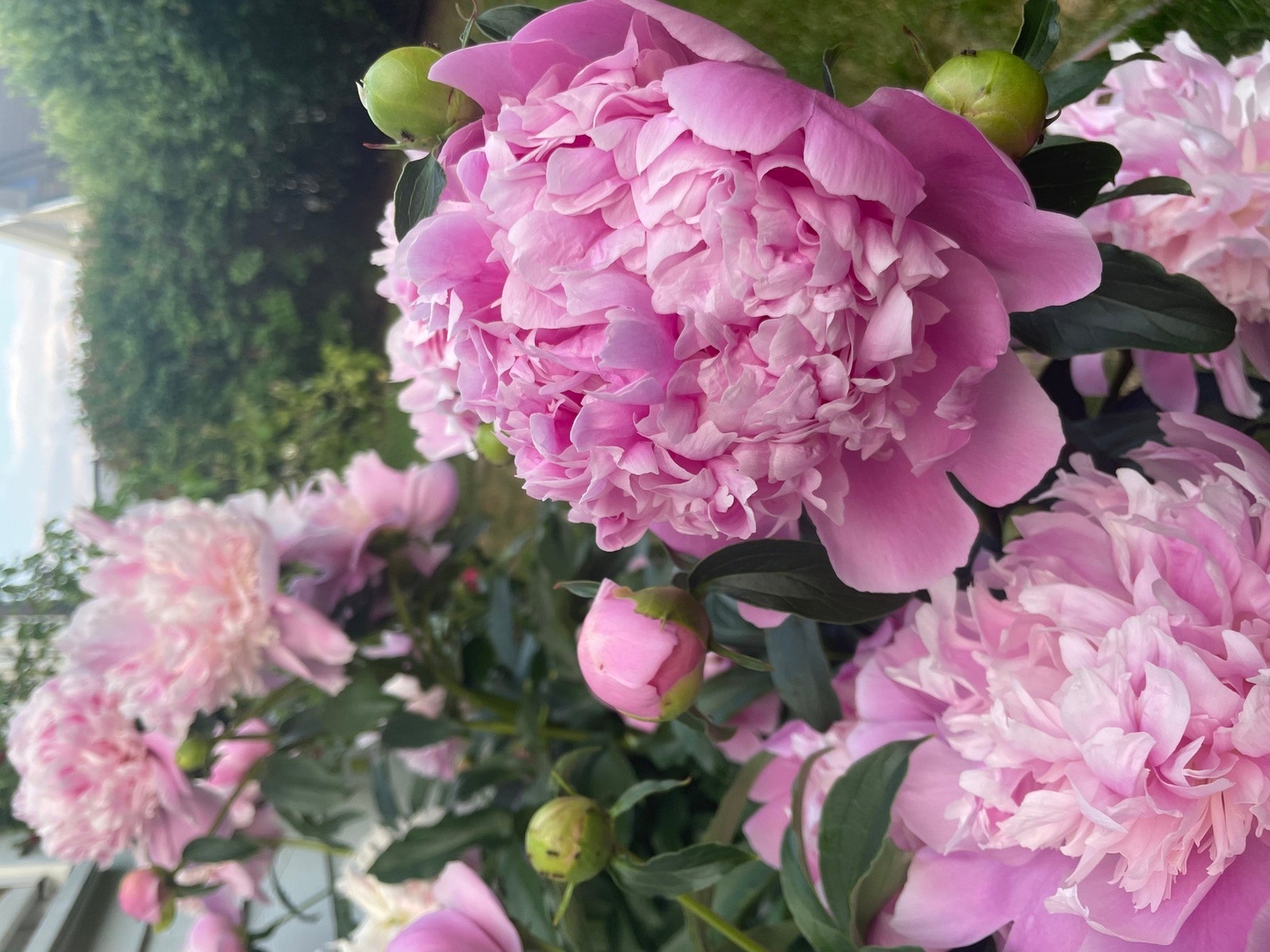 Selgers bilde. Galleribilde