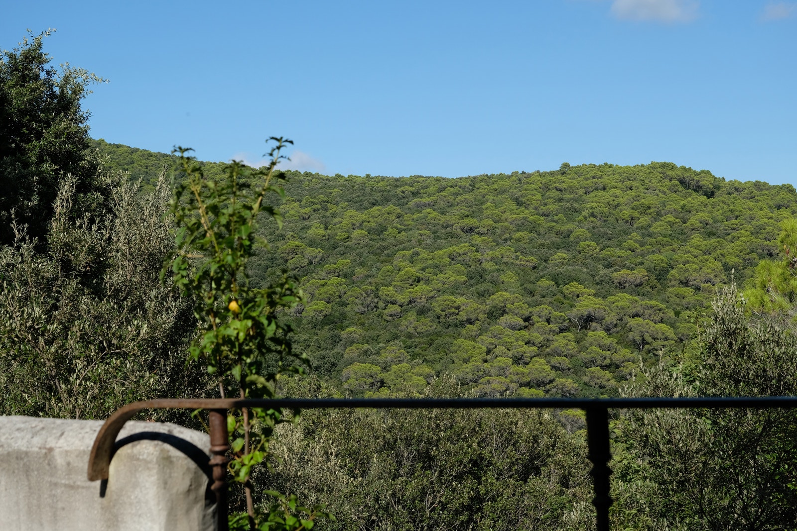 Utsikt fra basseng og fra hagen. Galleribilde