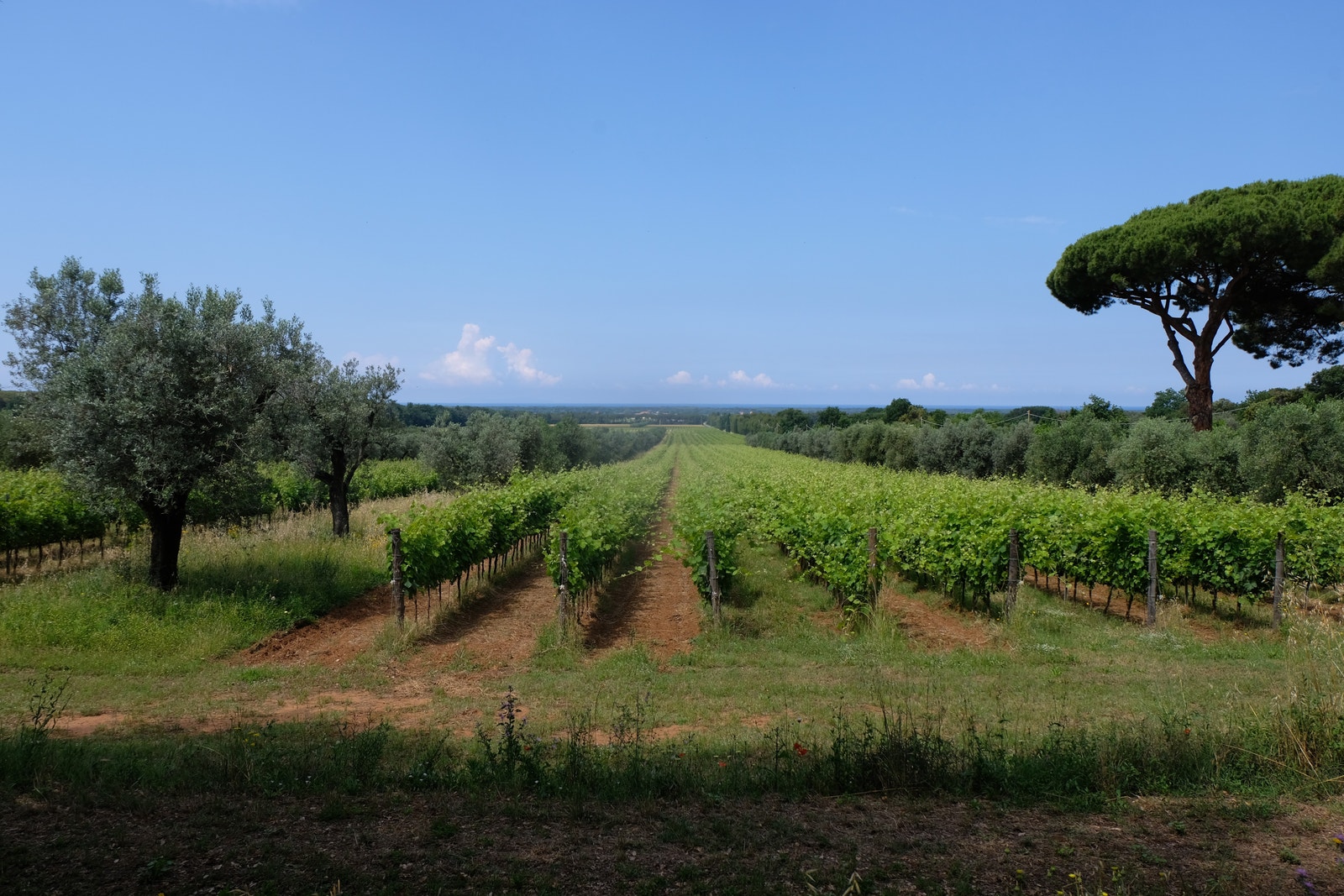 Vindistriktet Bolgheri kun en halvtimes kjøring unna Galleribilde