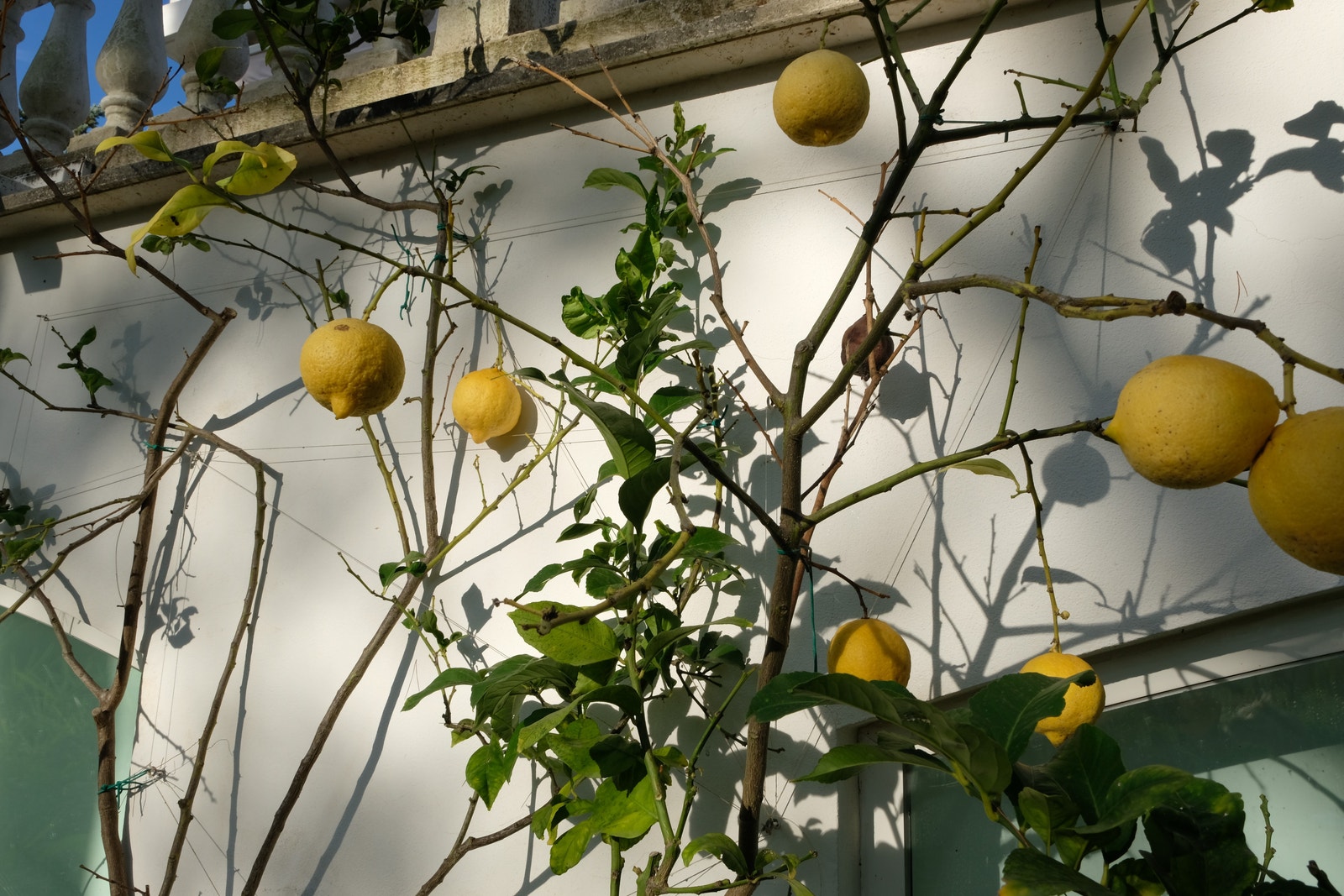 Sitrontre i hagen - skaper nydelige kontraster. Galleribilde